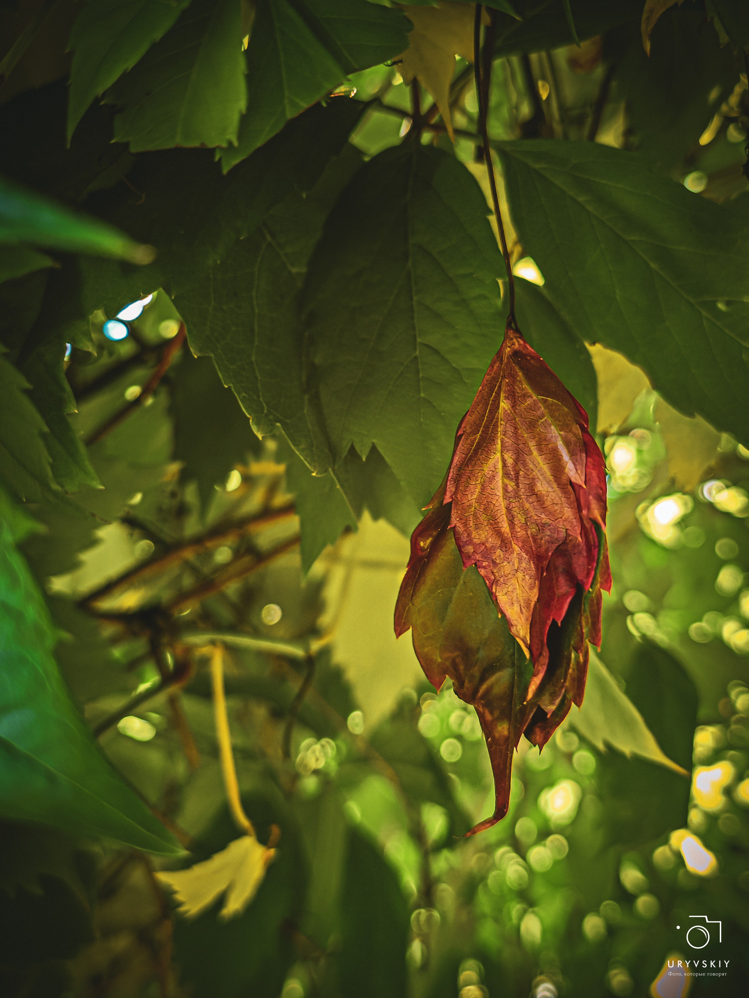 Больничный дворик. Игорь Урывский. Фотограф Красноярск