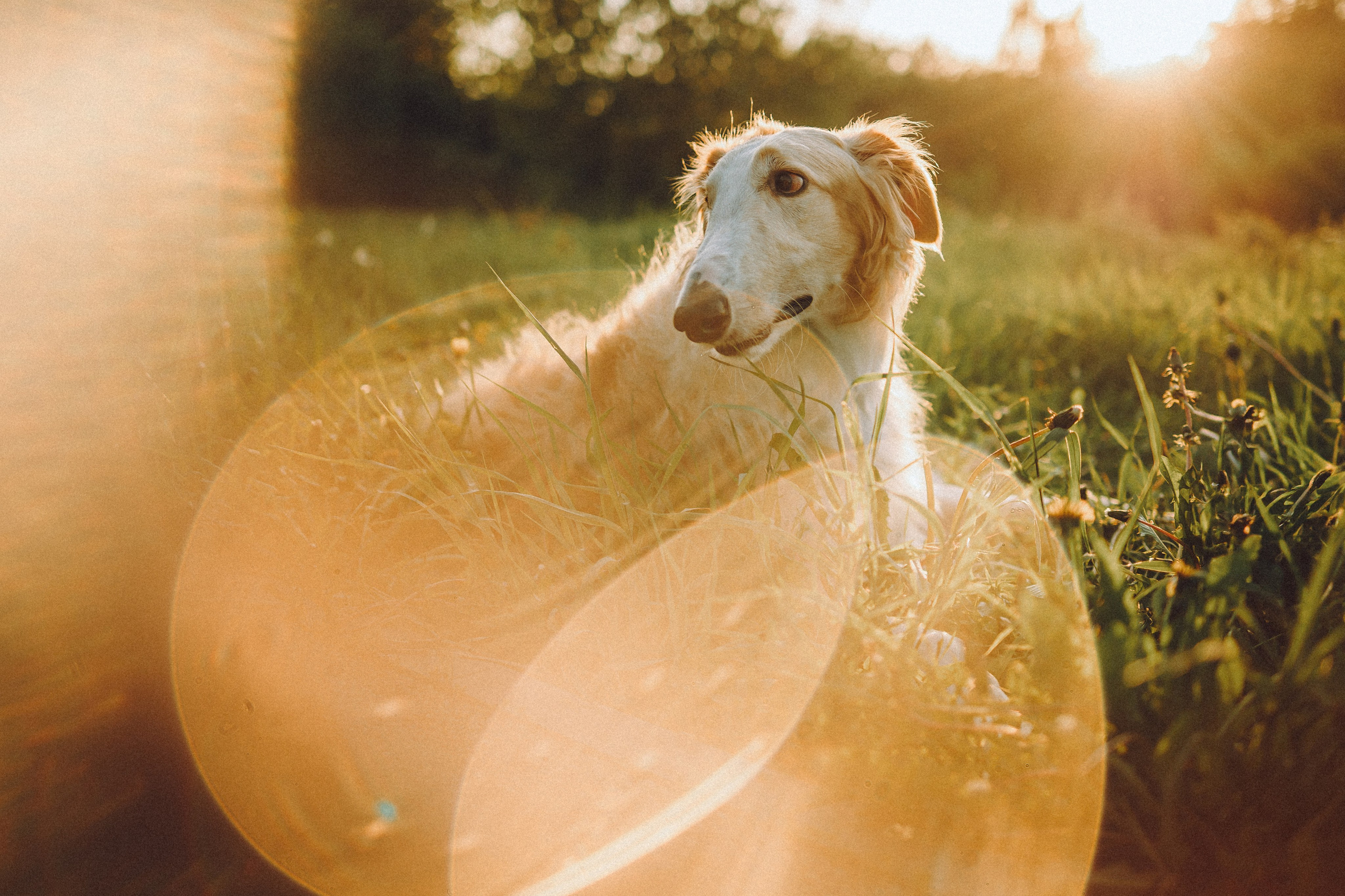 Илай, Зайка и их семья