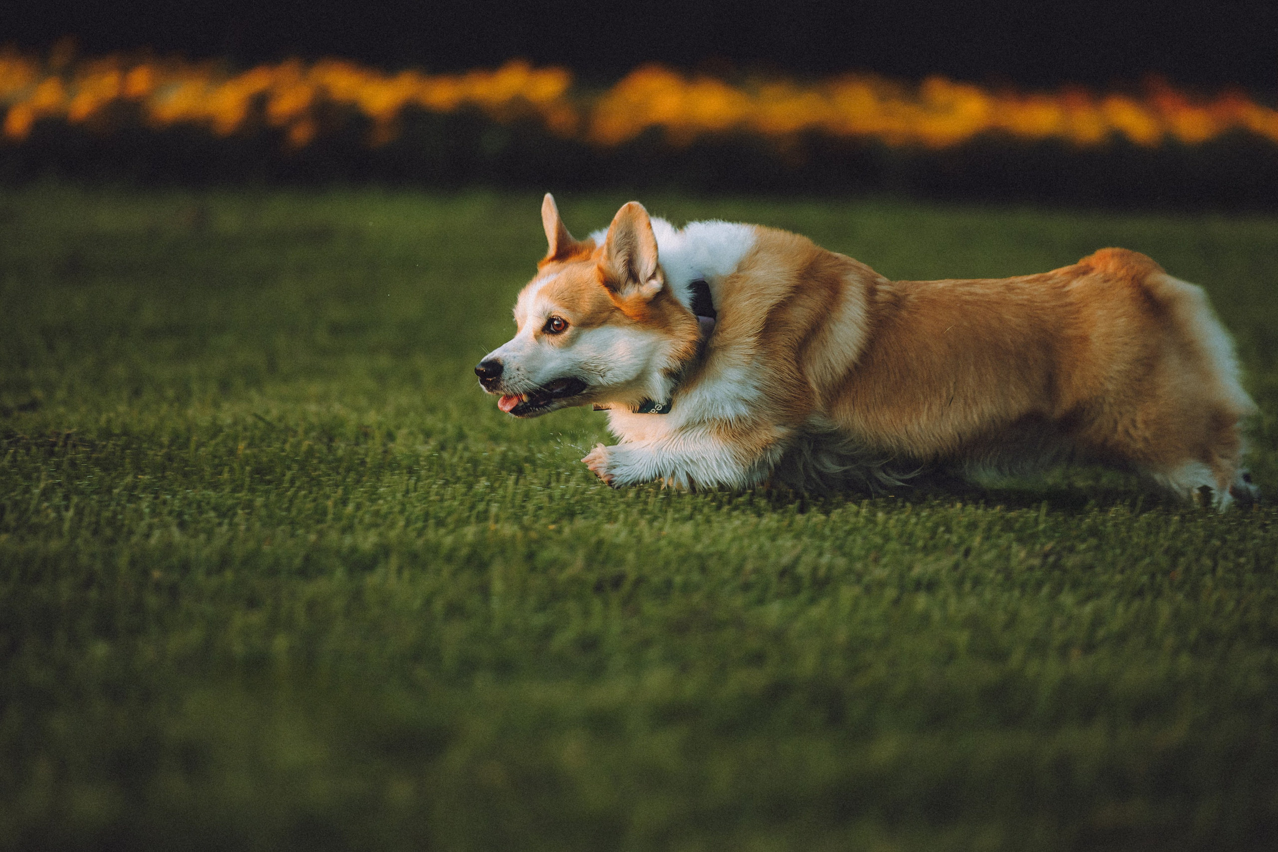 Пуговка и ее семья