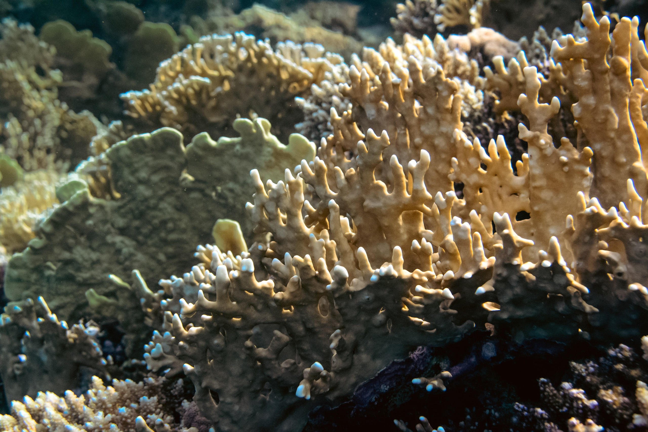 Море. Фотограф в Санкт-Петербурге Ибрагимова Алина