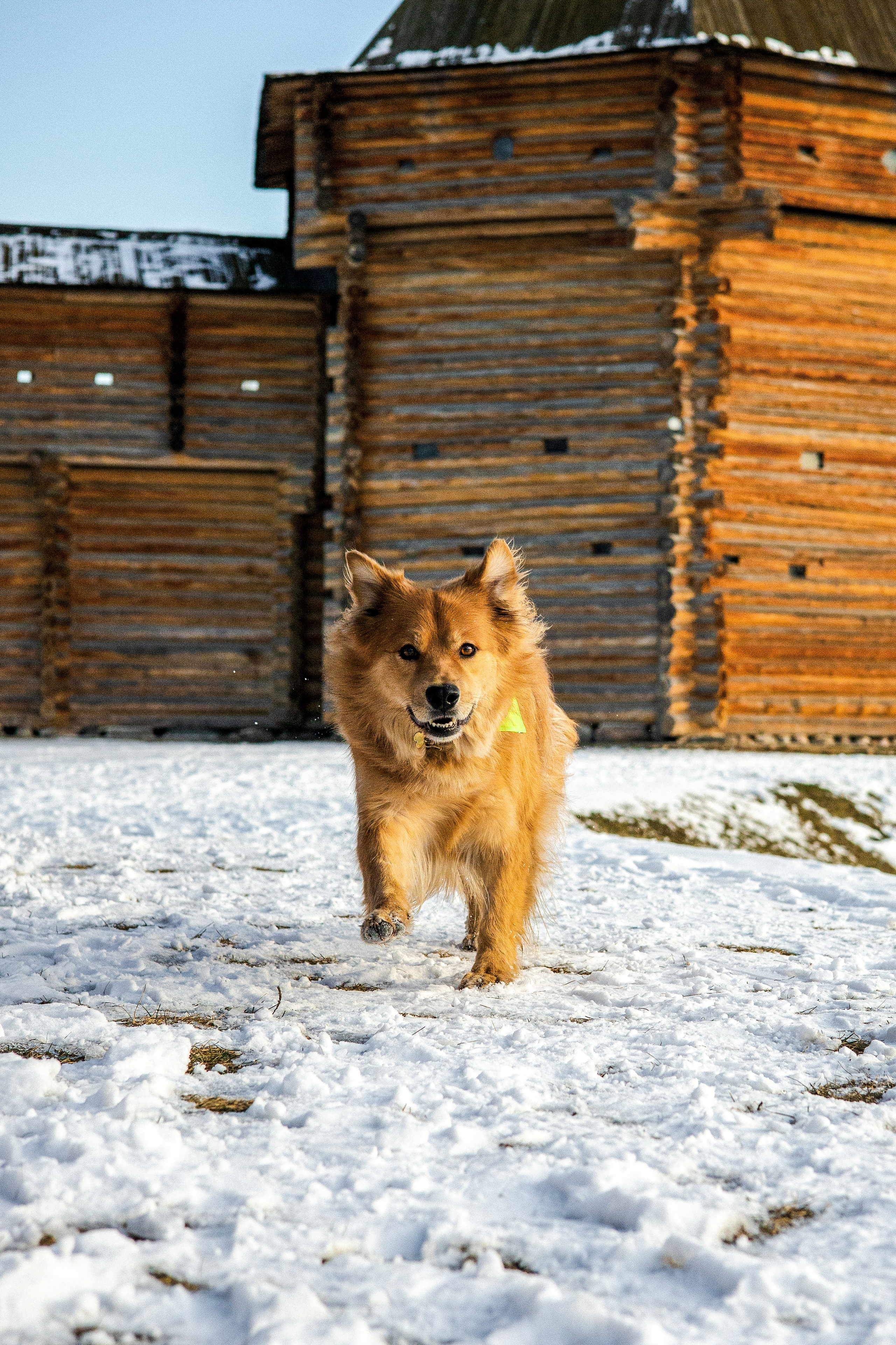 Рыж и Яна. Фотограф-анималист Ксения Шевцова|Москва