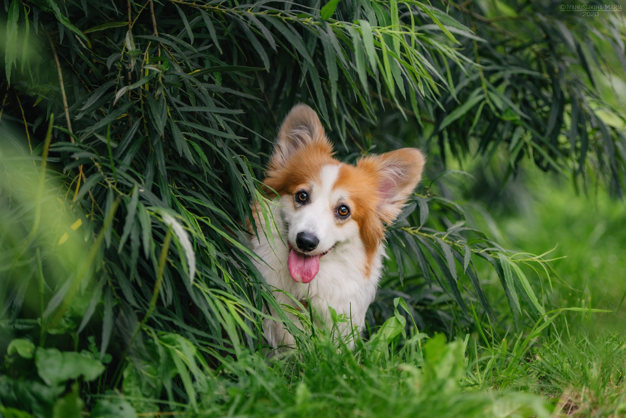 Фотограф-анималист. Фотограф собак в Москве и Московской области Иванушкина Мария