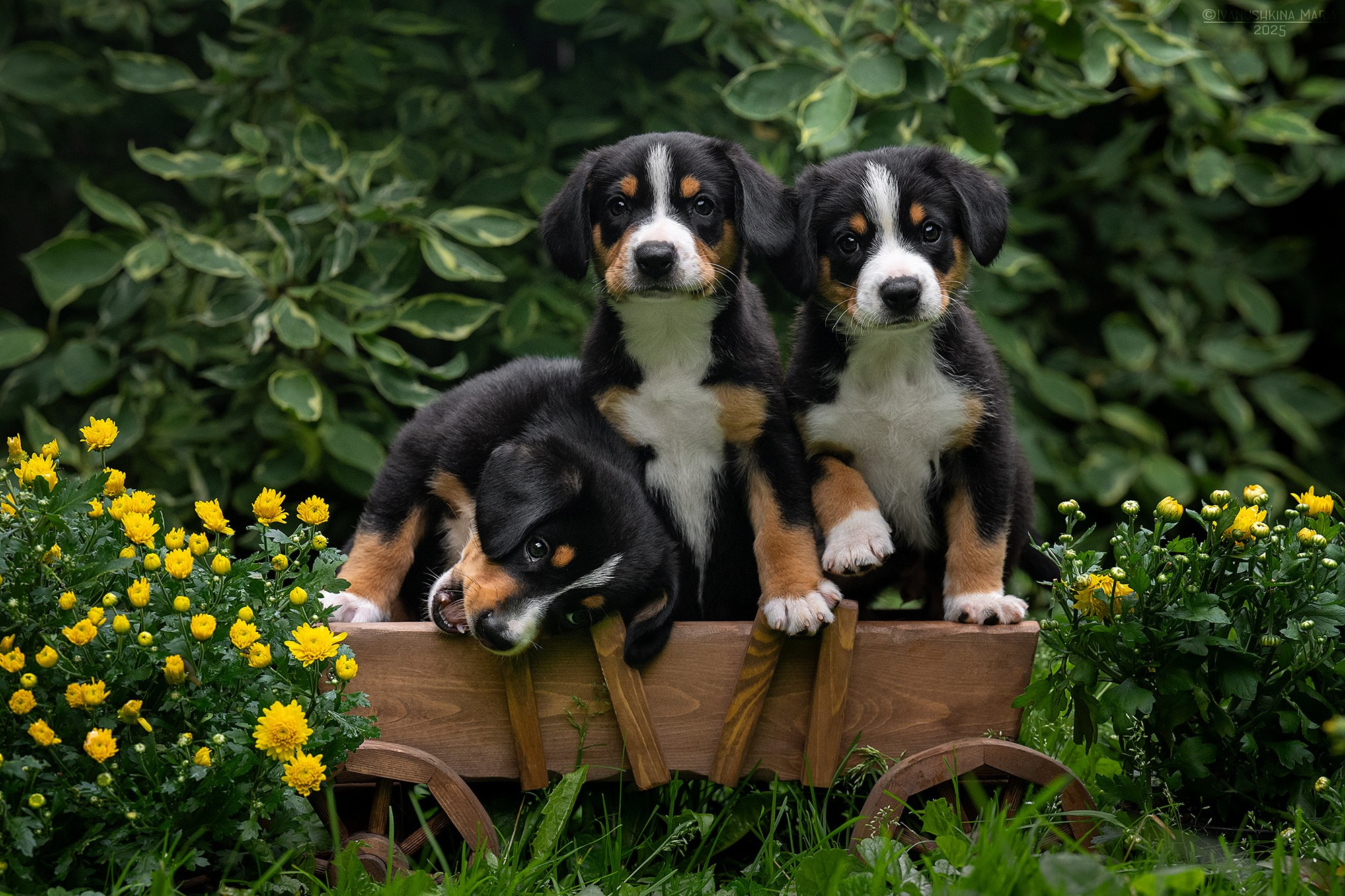 Фотосессия щенков на продажу. Фотограф собак в Москве и Московской области Иванушкина Мария