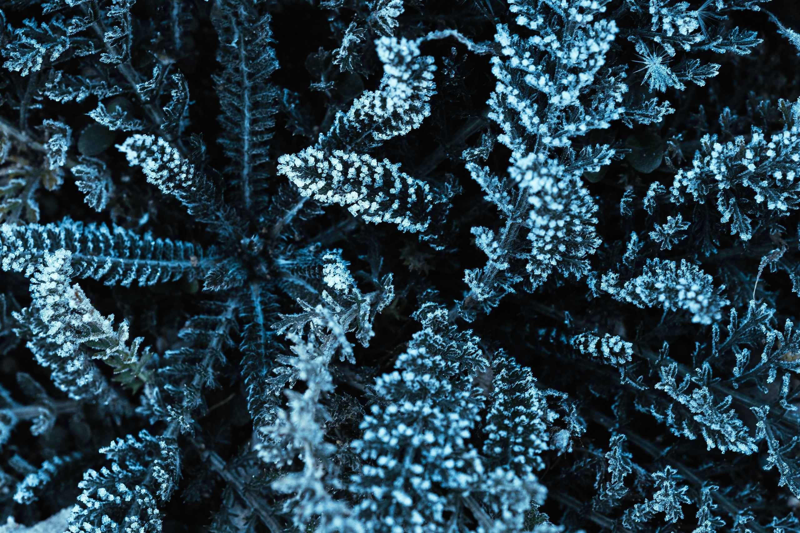 Frozen Nature. Oleg Kozachok — Photographer with Protanopia | Portraits, Texture & Light