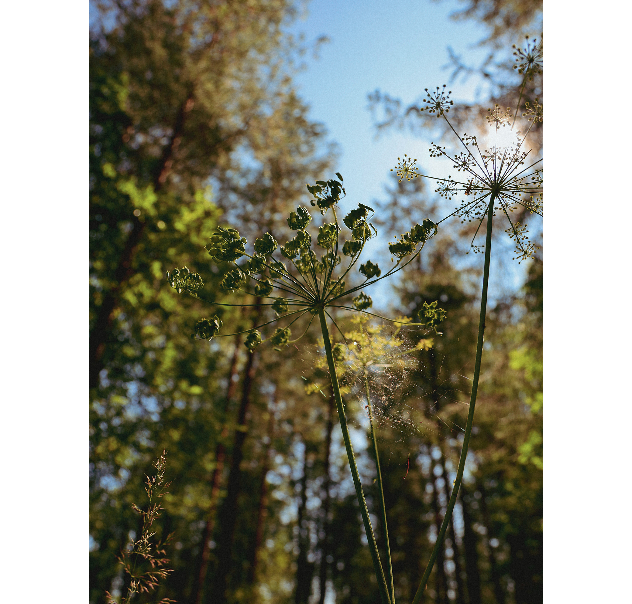 Summer hike. Фотограф/дизайнер в Екатеринбурге Хитрый Дмитрий
