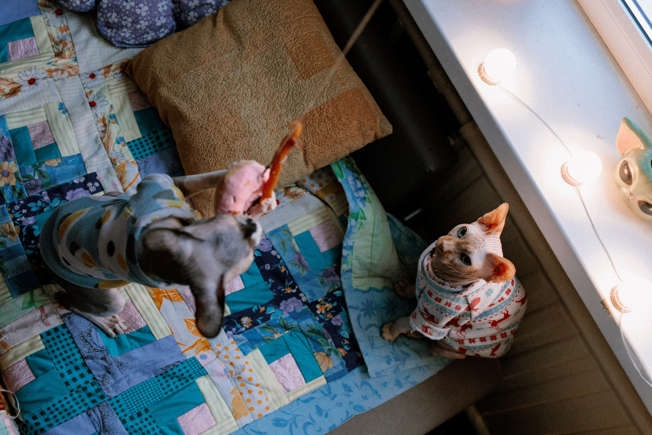 Алиса и котики. Фотограф в Санкт-Петербурге Алёна Губинская