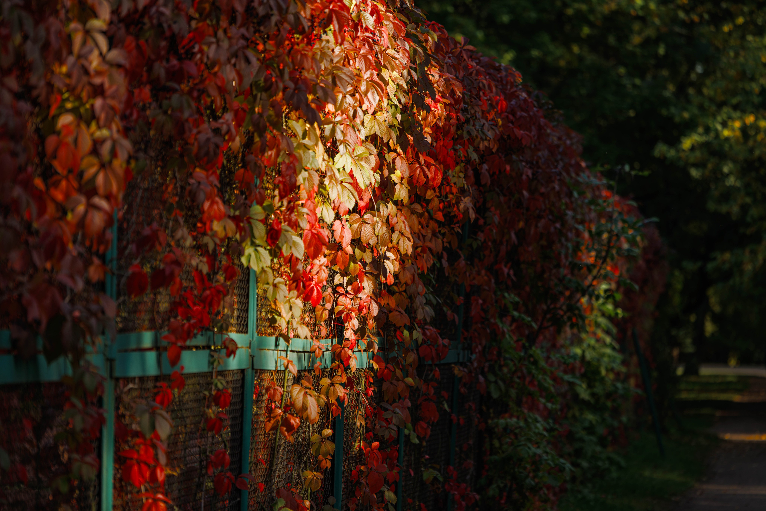 Парк Екатерингоф. Фотограф Балаев Михаил