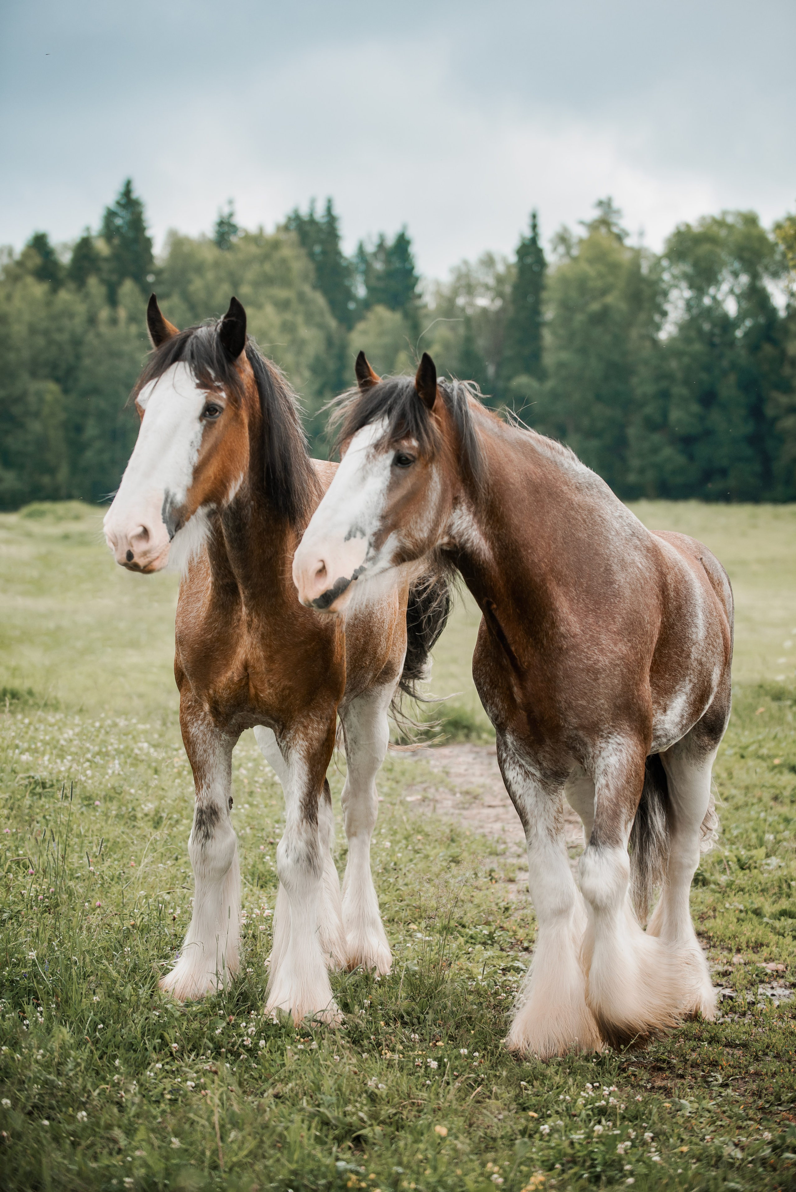 KOMARDINS. Конный фотограф Куракина Дарья • Фотосессии с лошадьми