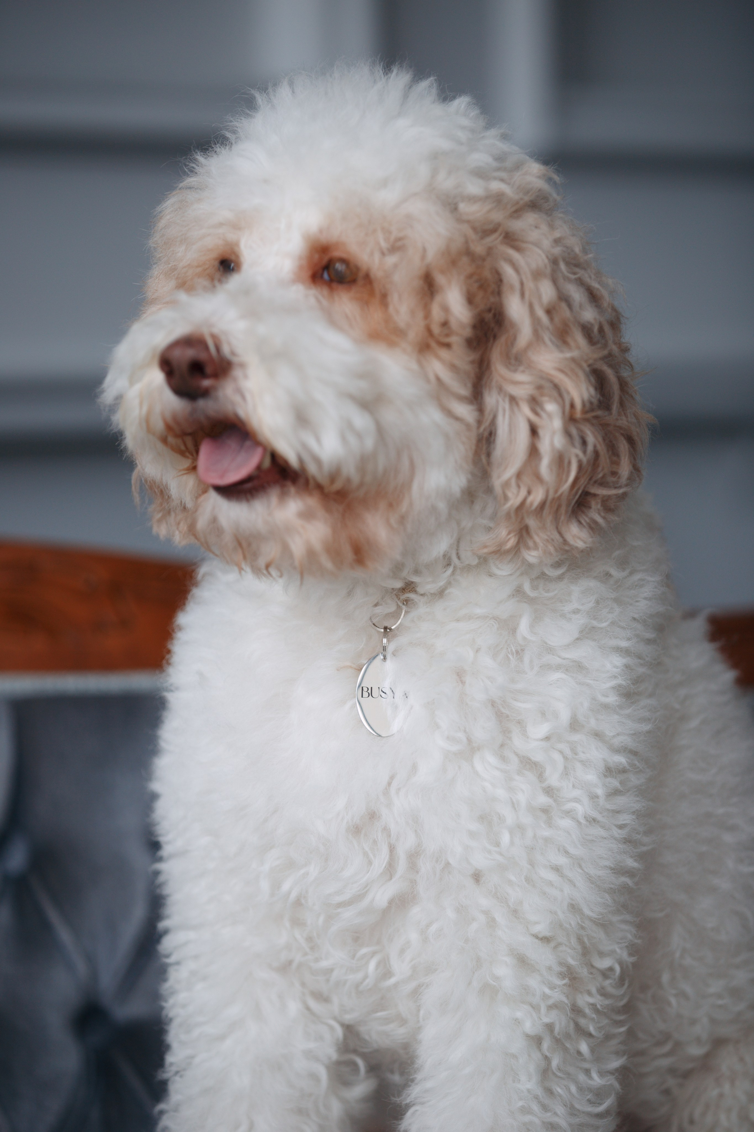 Bmbh лежанки и адресники. Фотограф анималист Кристина Карпова, Москва