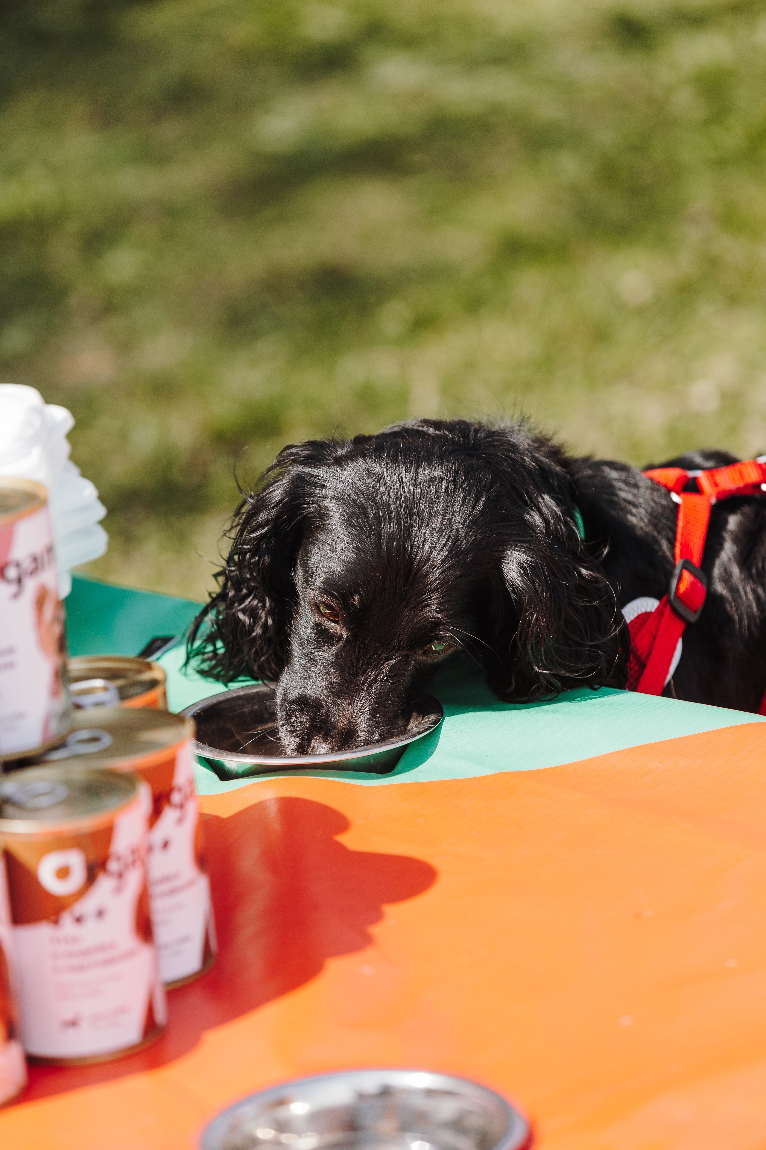 Petshop Sup day. Фотограф анималист Кристина Карпова, Москва