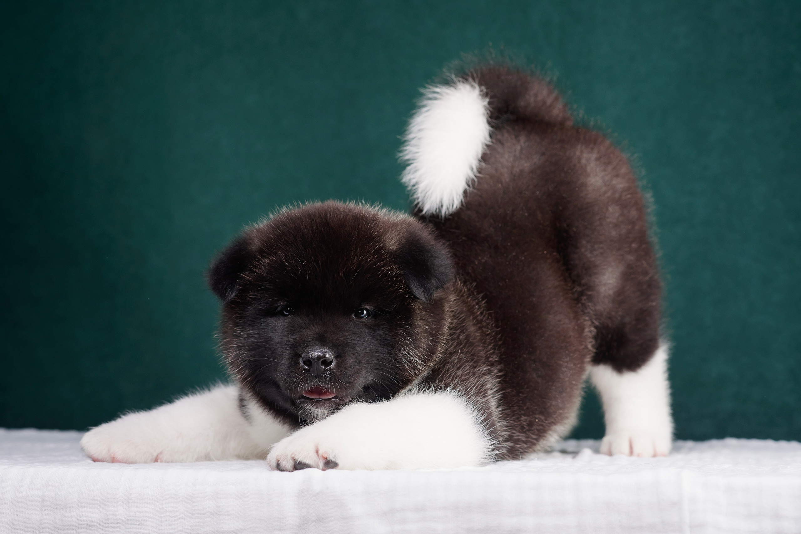 Щенки Американской Акиты. Фотограф — Анималист | Анна Абрамова