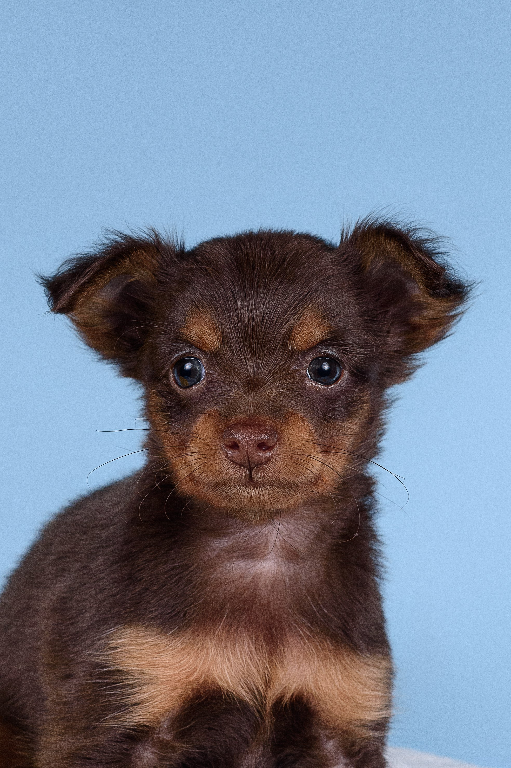 Щенки Пражских крысариков -13.04.2024. Фотограф — Анималист | Анна Абрамова