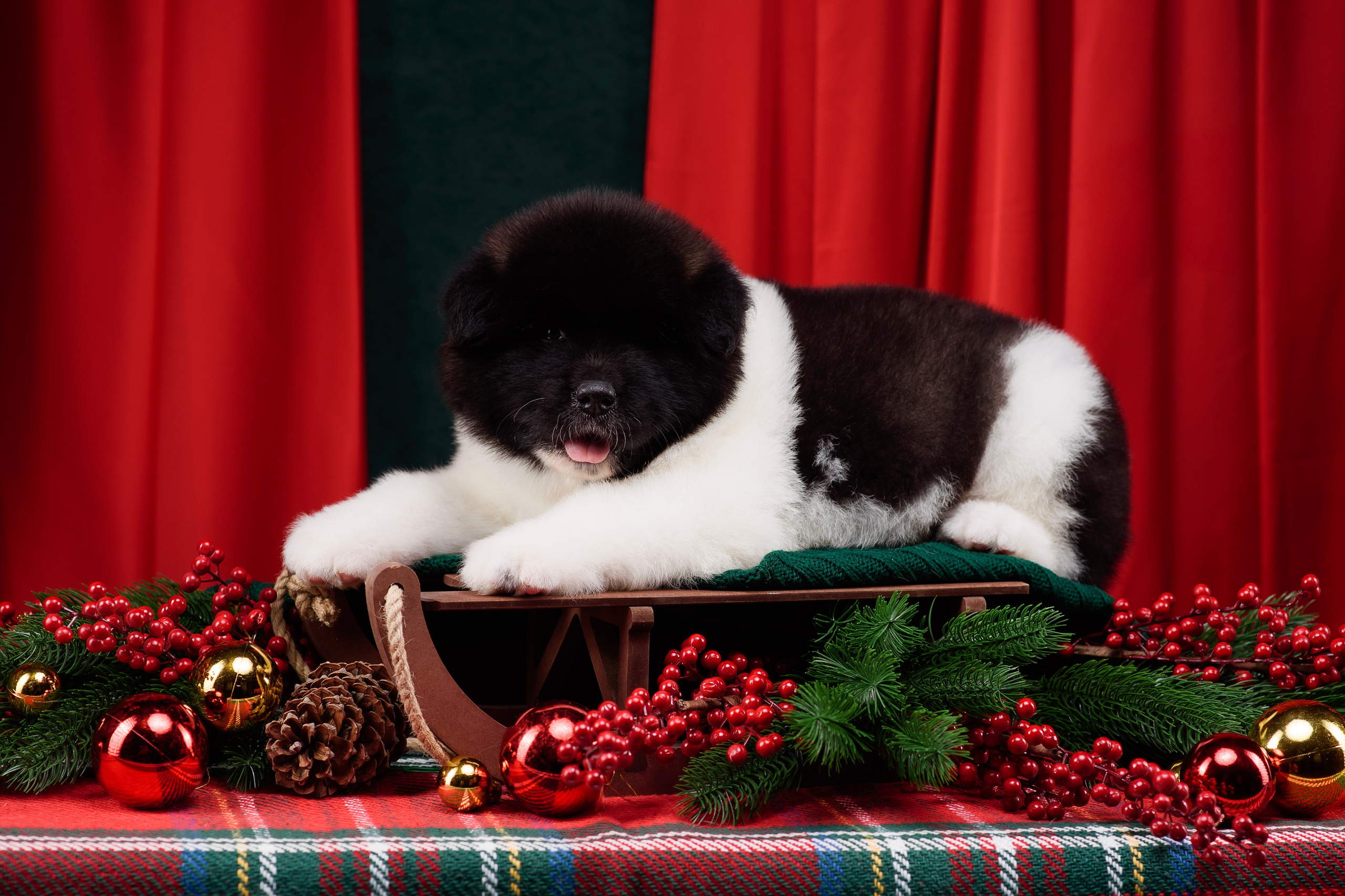 Щенки Американской Акиты. Фотограф — Анималист | Анна Абрамова