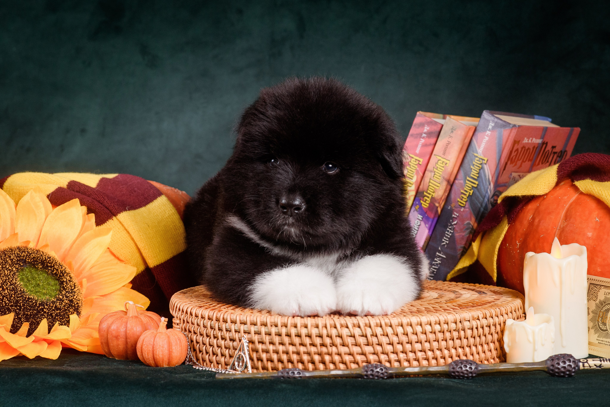 Щенки Американской Акиты — 04.11.2024. Фотограф — Анималист | Анна Абрамова