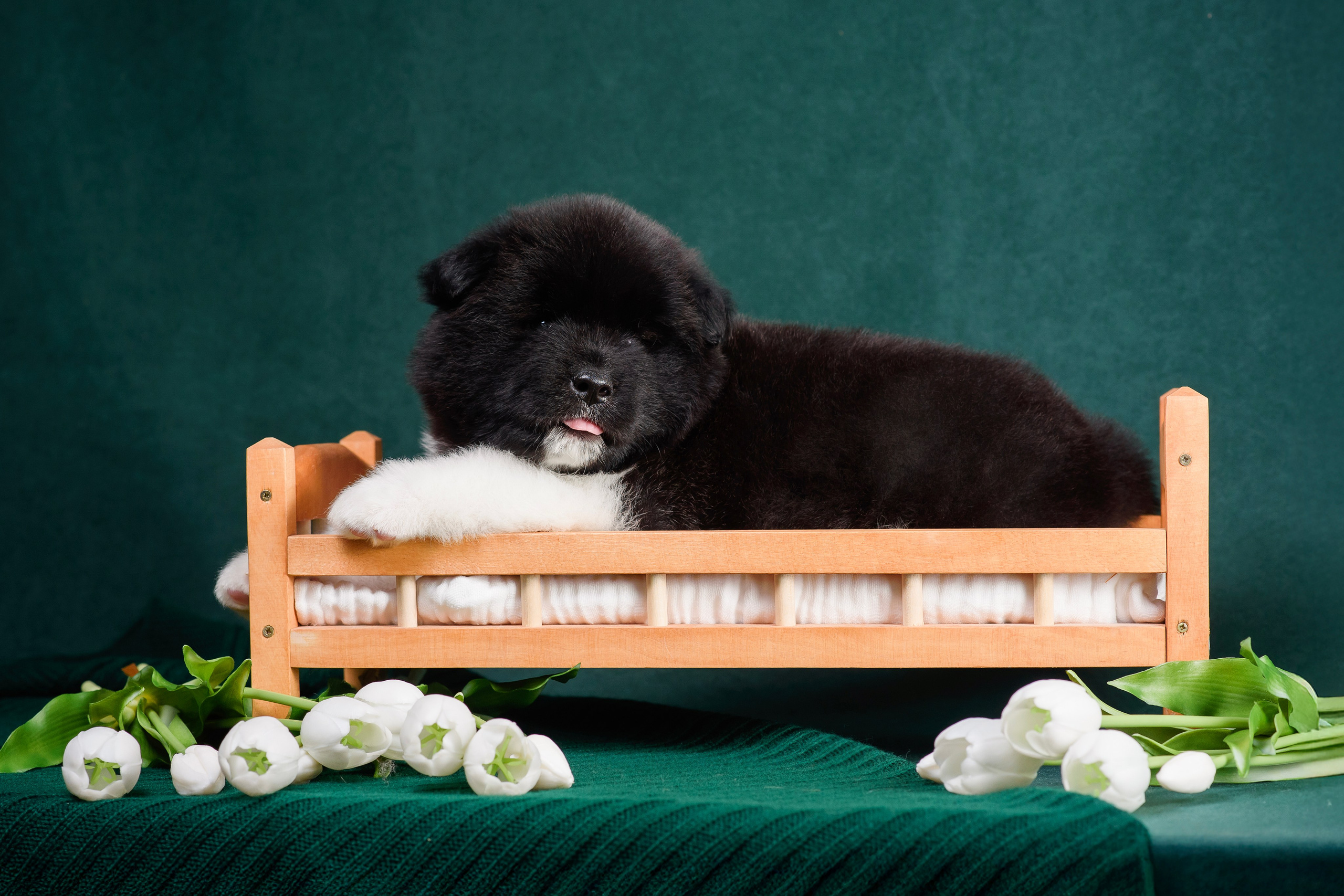 Щенки Американской Акиты. Фотограф — Анималист | Анна Абрамова