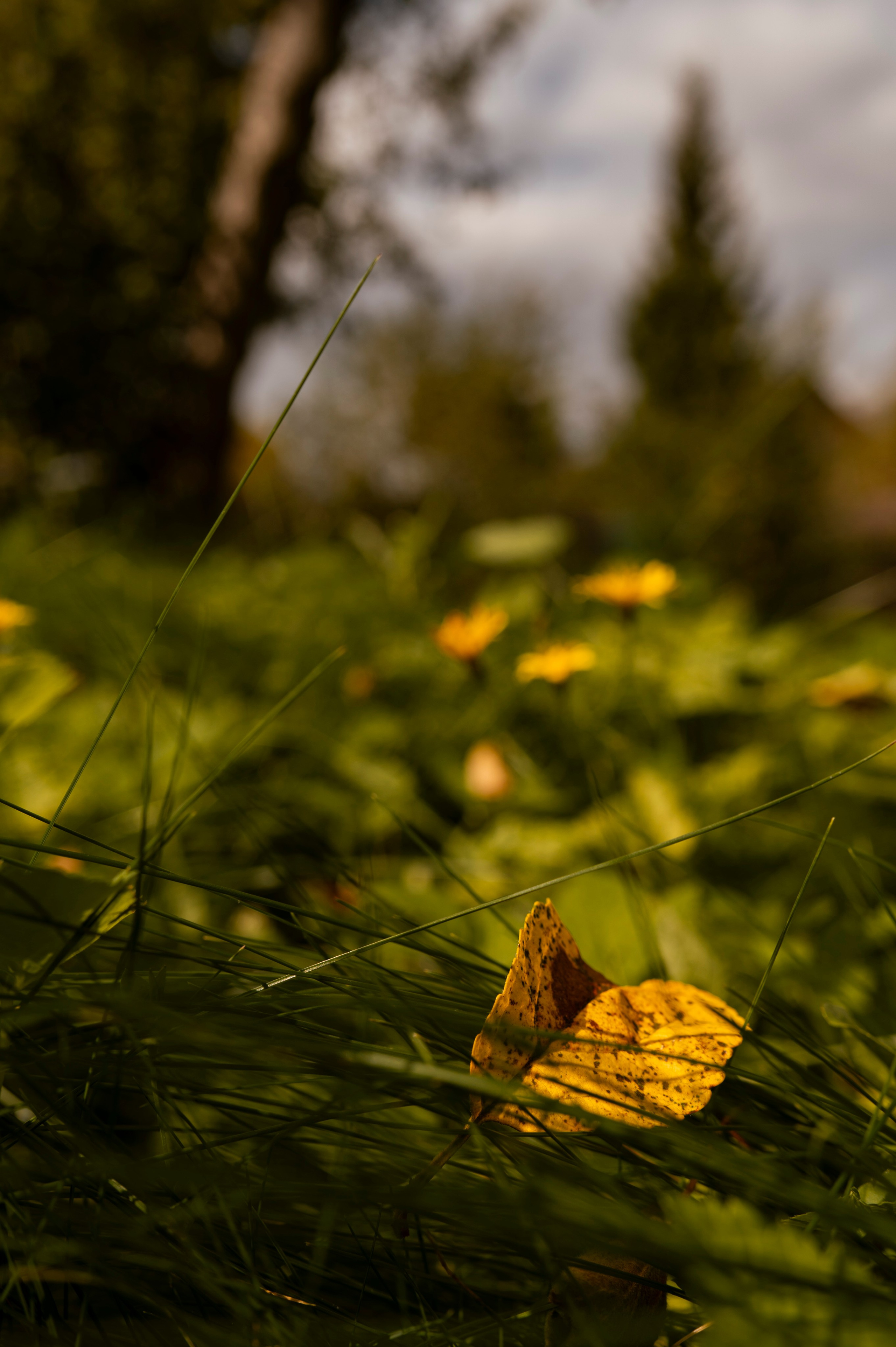 Осень во всей красе. Анна Боровикова, фотограф Пушкино