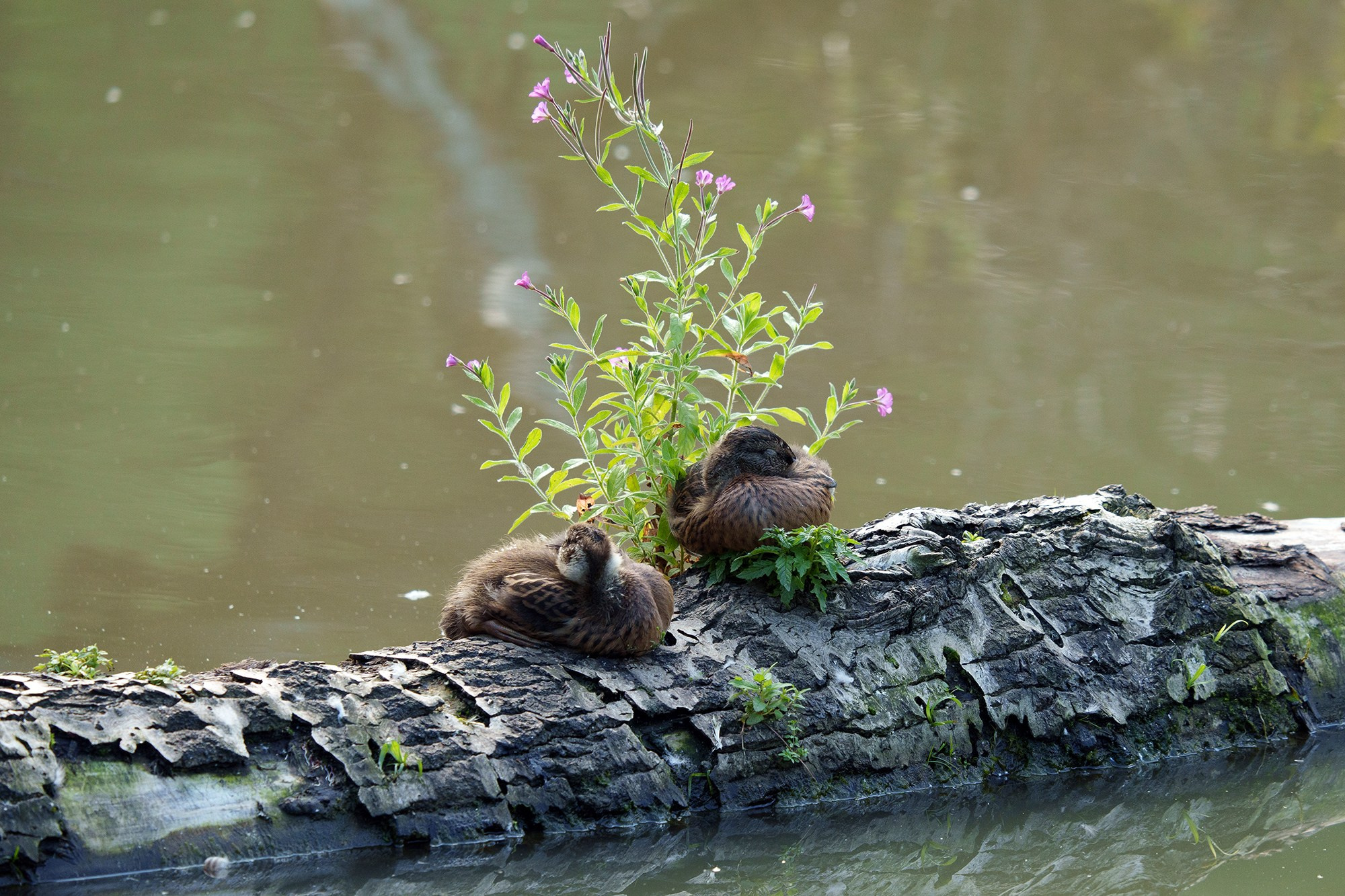 Удивительные мир птиц. Вокруг нас столько прекрасного — присмотритесь!. Ваш личный фотограф Марина Волкова