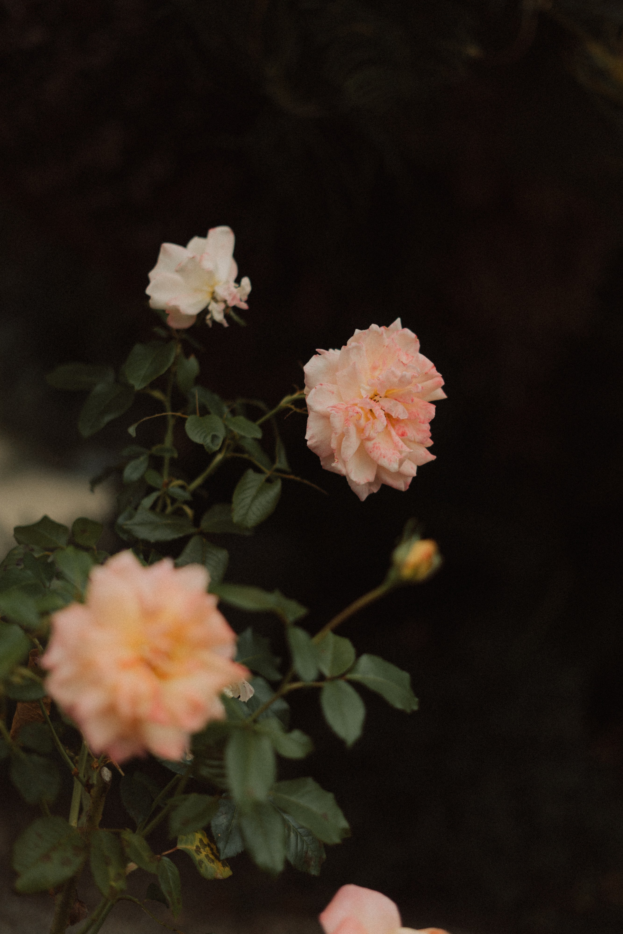 A&I, Santa Margherita