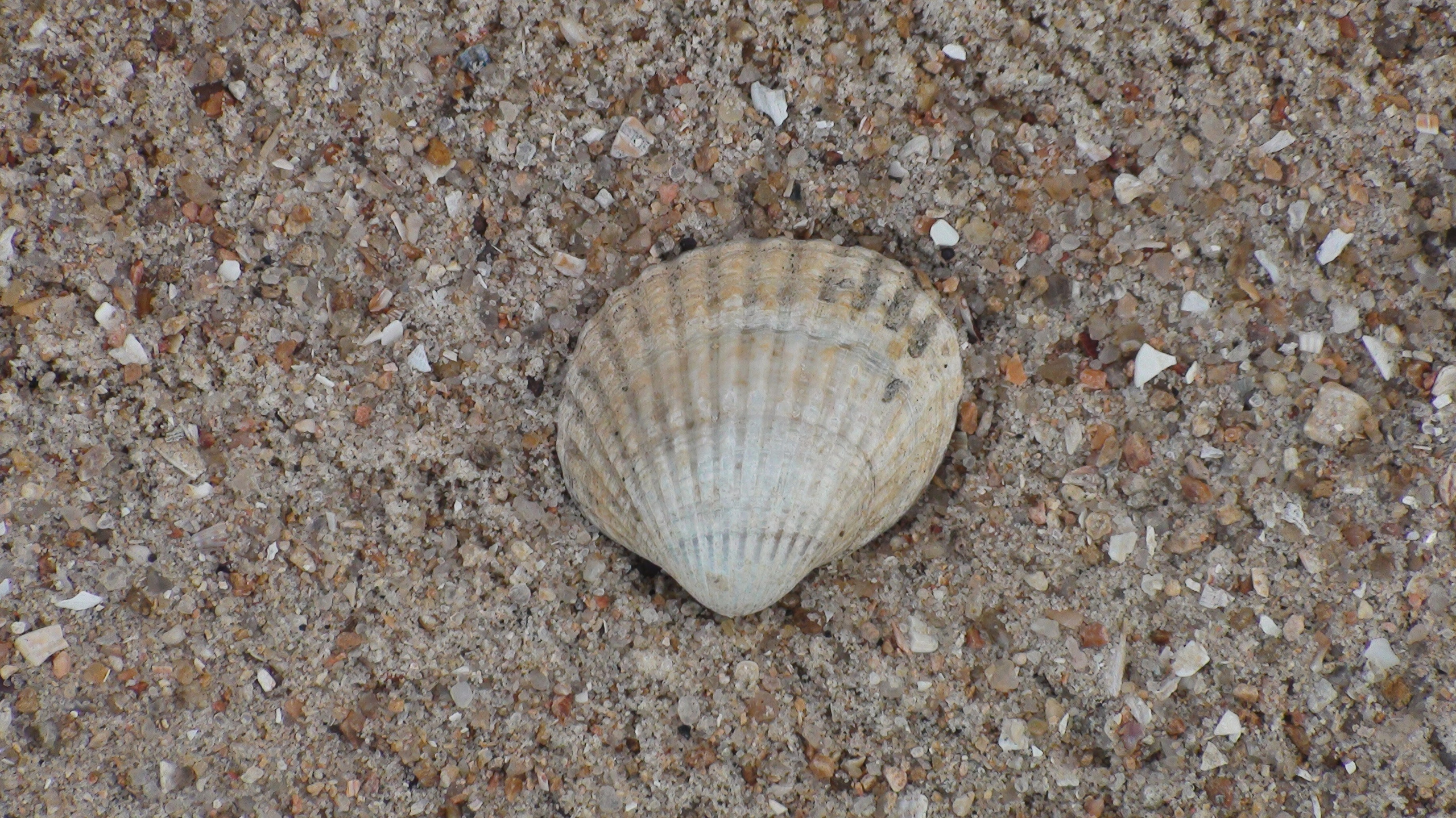 Украина 05.07.2013. Семейный, Свадебный фотограф СПБ Питер— Романова Екатерина