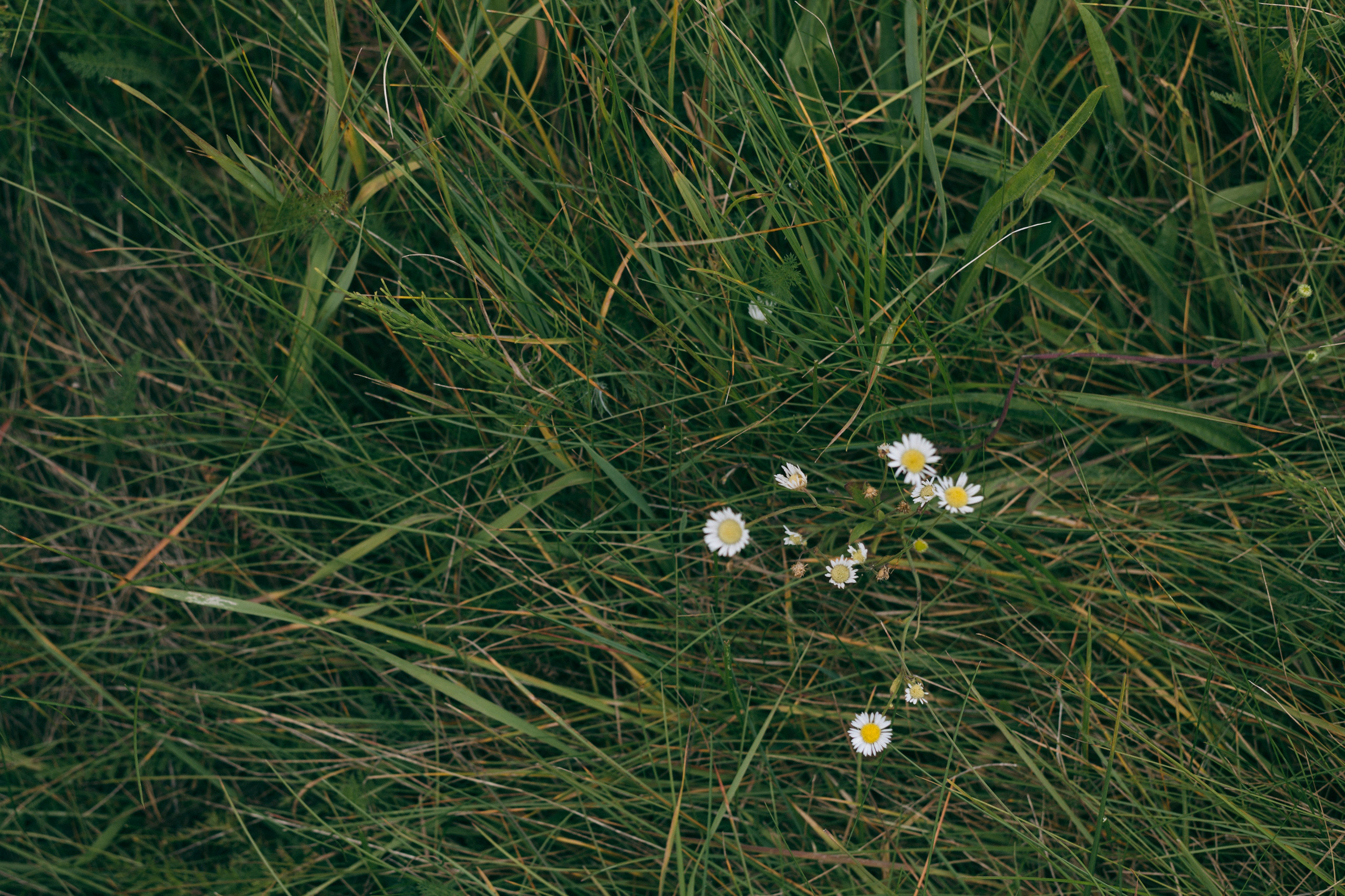 Оля. Семейный фотограф в Москве