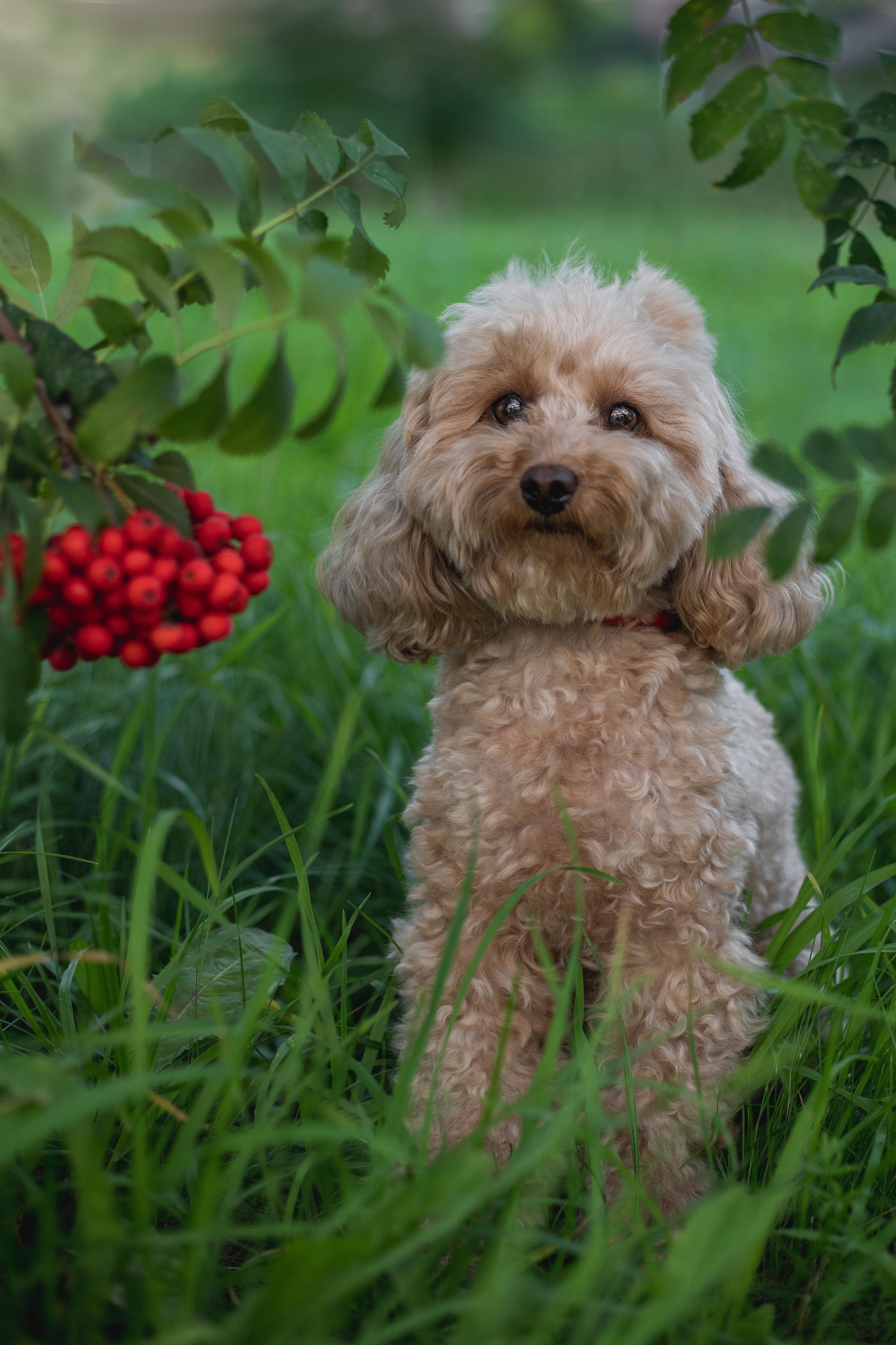 Портфолио. Фотограф-анималист Анна Леонтьева • Москва