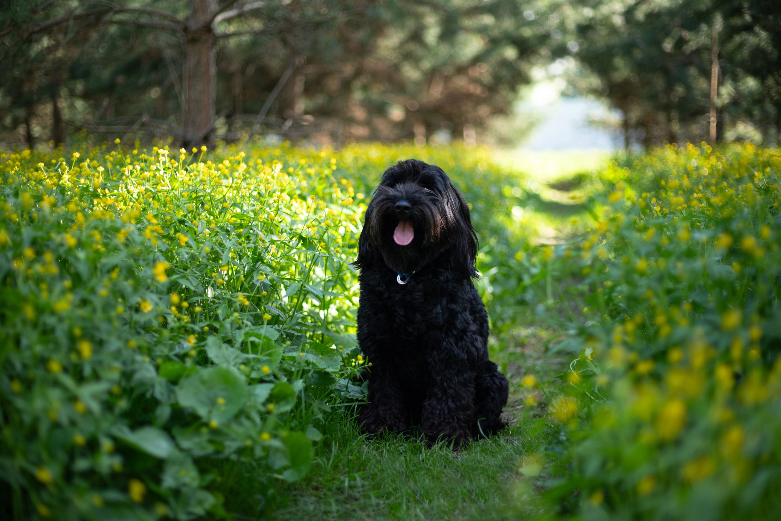 Услуги и цены. Фотограф-анималист Анна Леонтьева — Тула, Москва