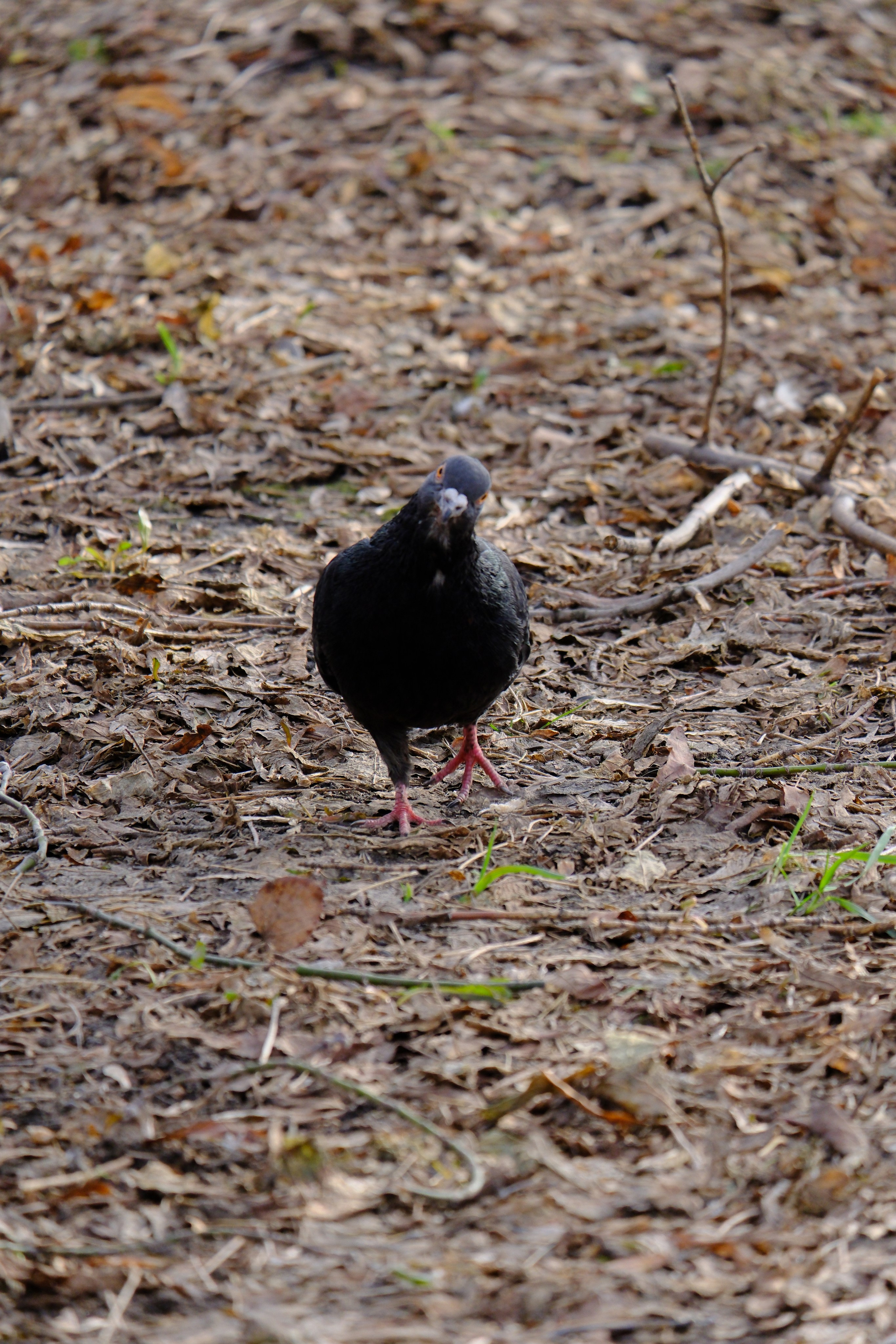 街头摄影. 主页