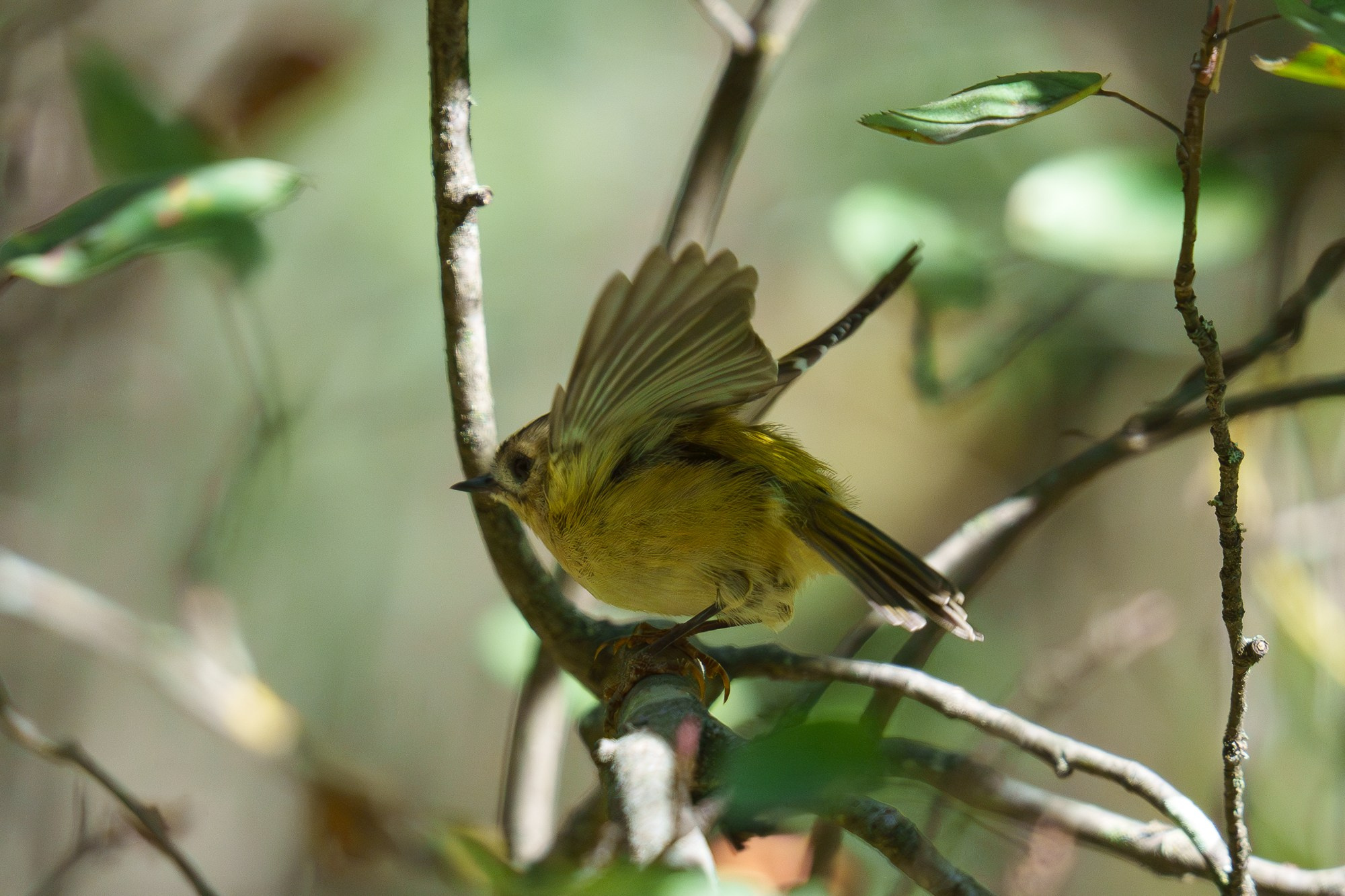 Удивительные мир птиц. Вокруг нас столько прекрасного — присмотритесь!. Ваш личный фотограф Марина Волкова