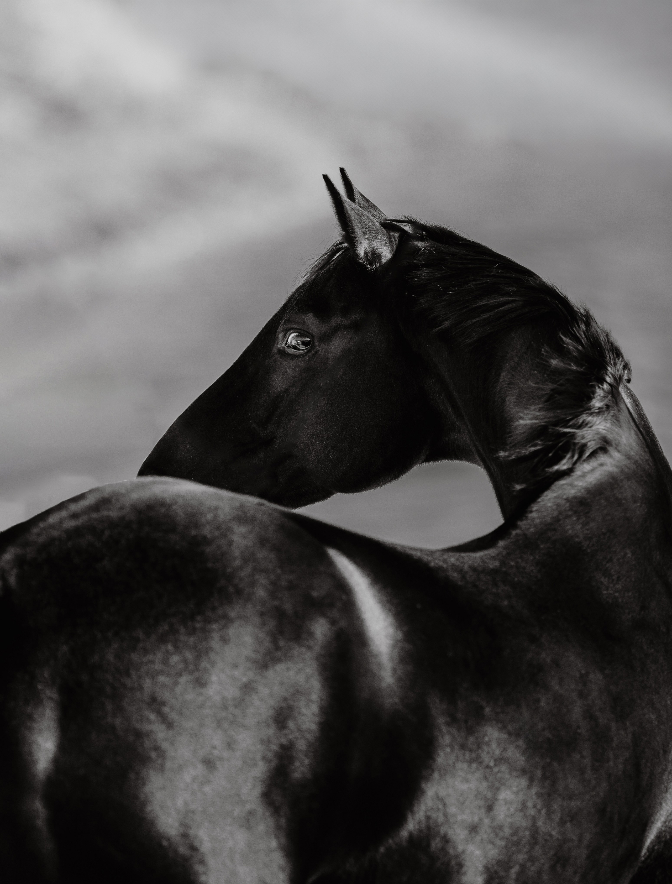 Разное. Фотограф-анималист Ксендзова Кристина