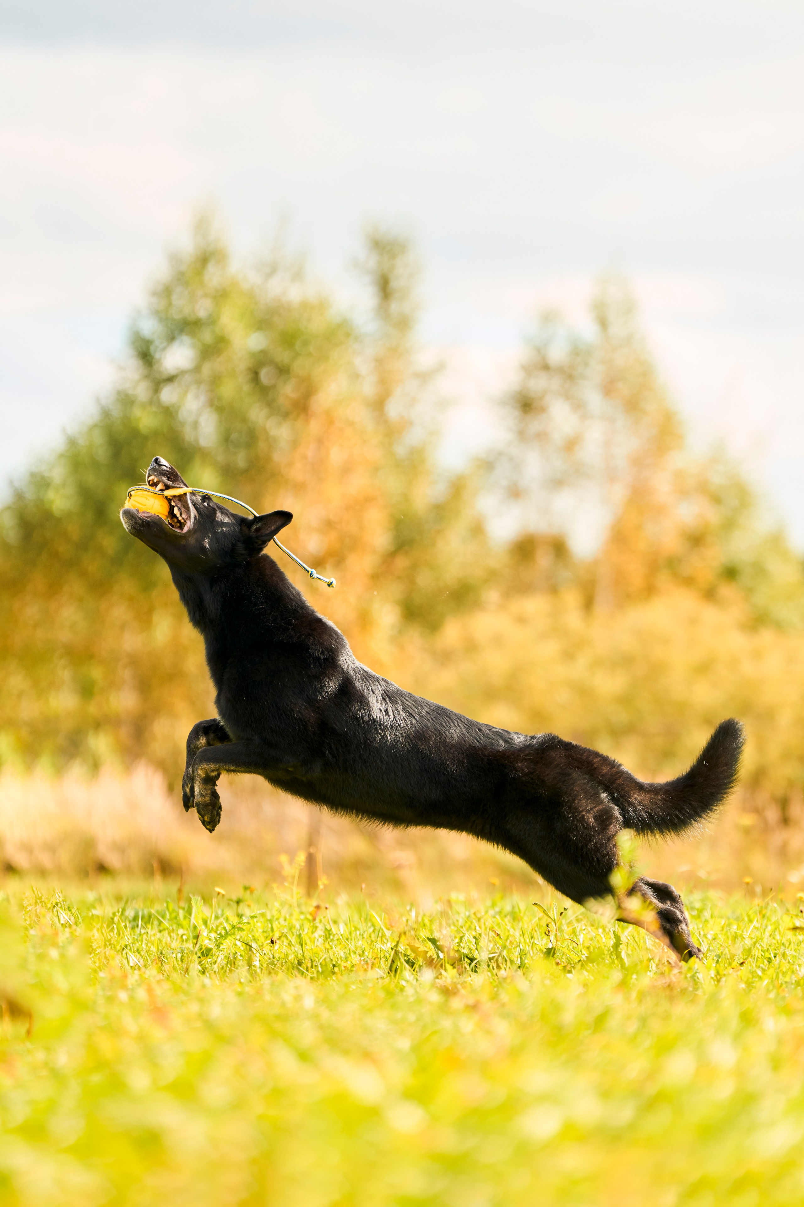 Фотосессия ваших питомцев. Женский и свадебный фотограф в Москве Елена Тараскина