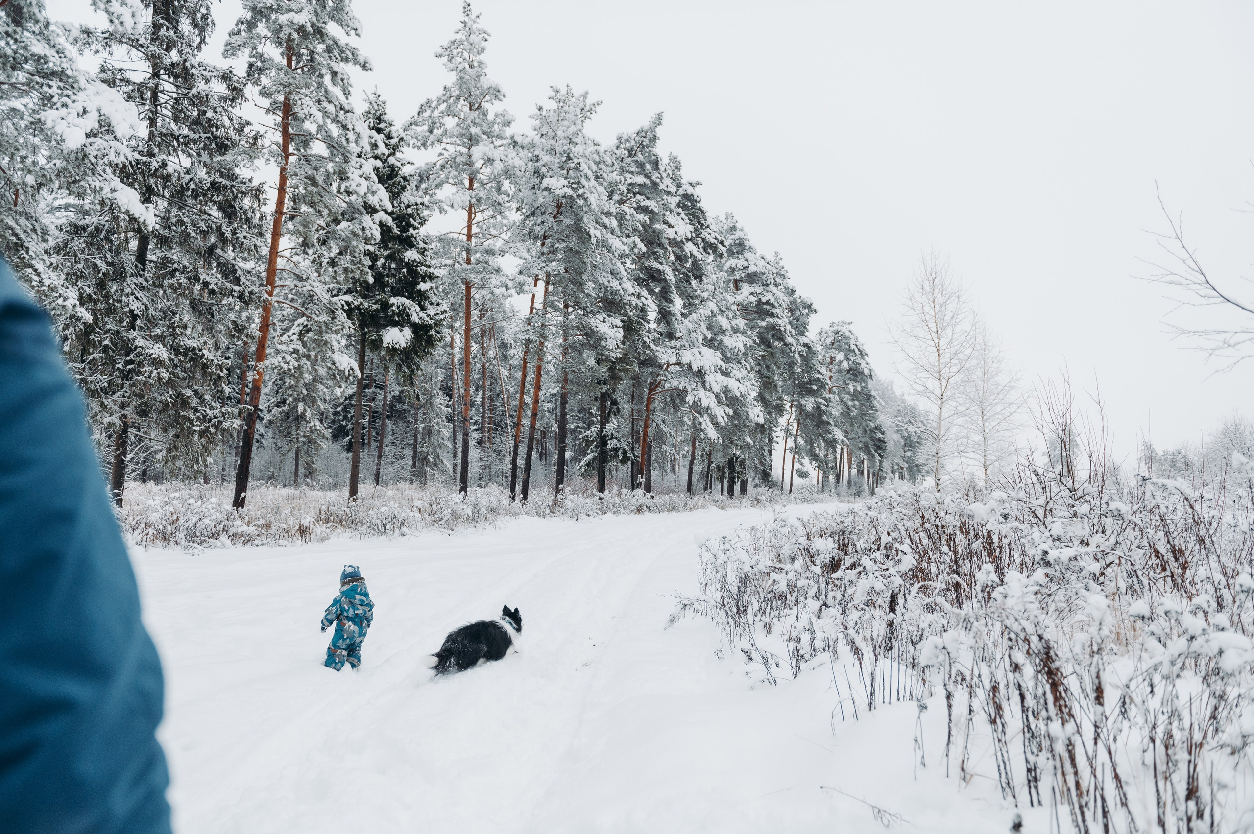 Снежная прогулка. Главная