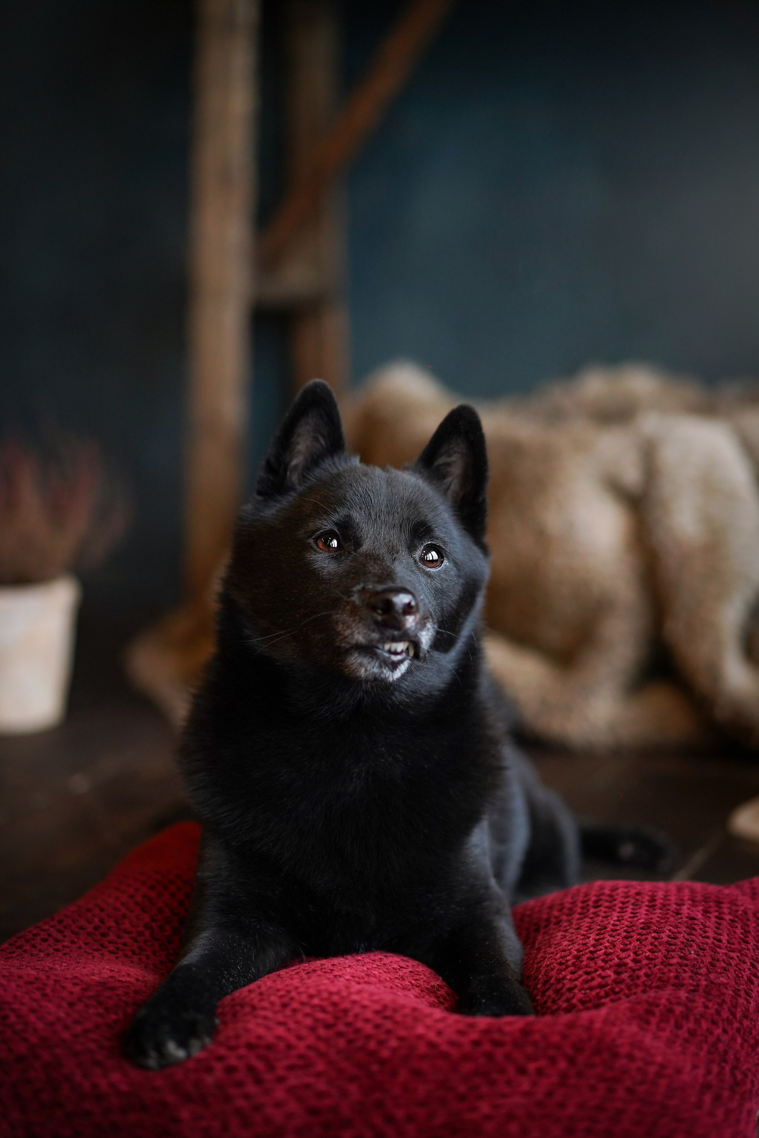 Аня и Арчи. Фотограф-анималист в Санкт-Петербурге Яна Мартынова