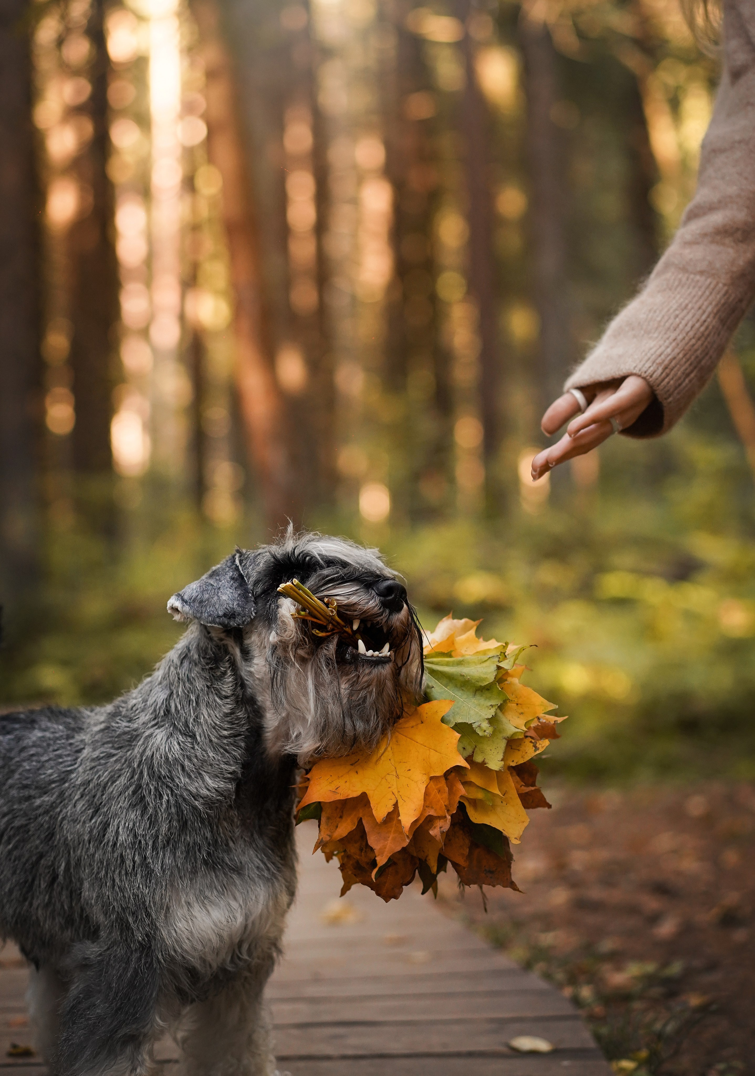 Даша Никита и Бенчи. Фотограф-анималист в Санкт-Петербурге Яна Мартынова