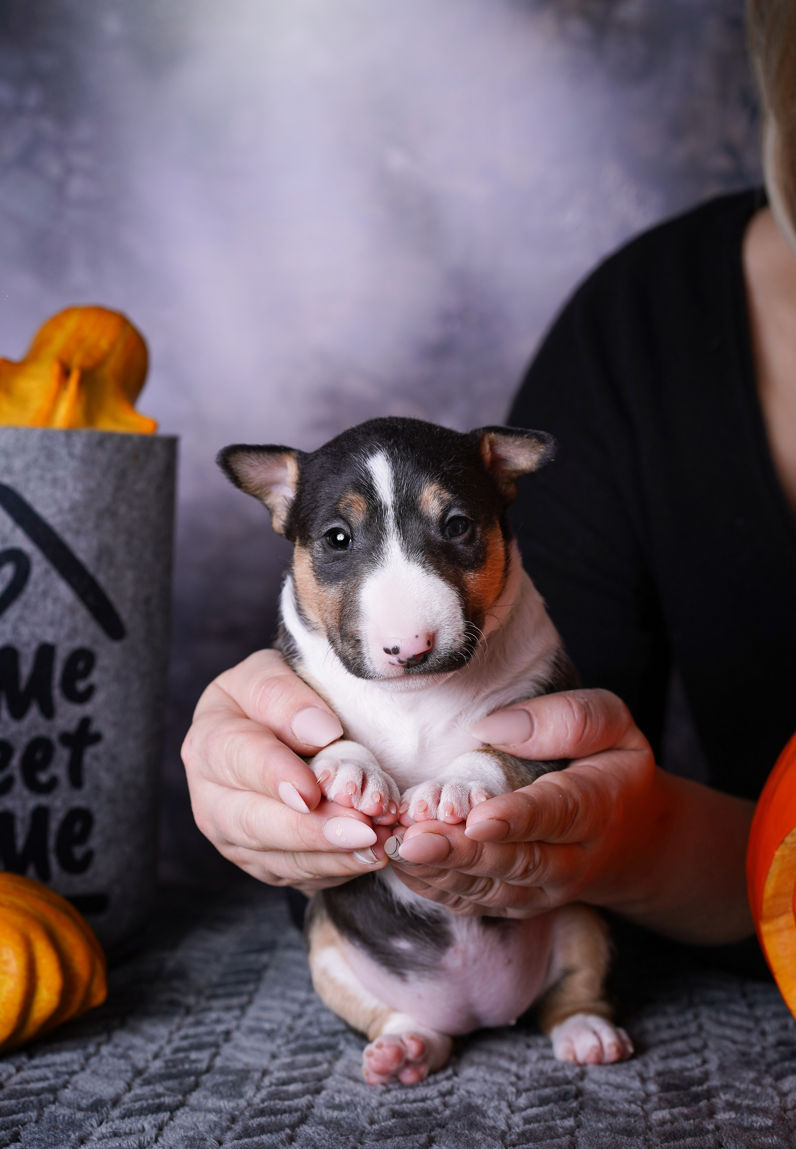 Щенки минибультерьера. Фотограф-анималист в Санкт-Петербурге Яна Мартынова