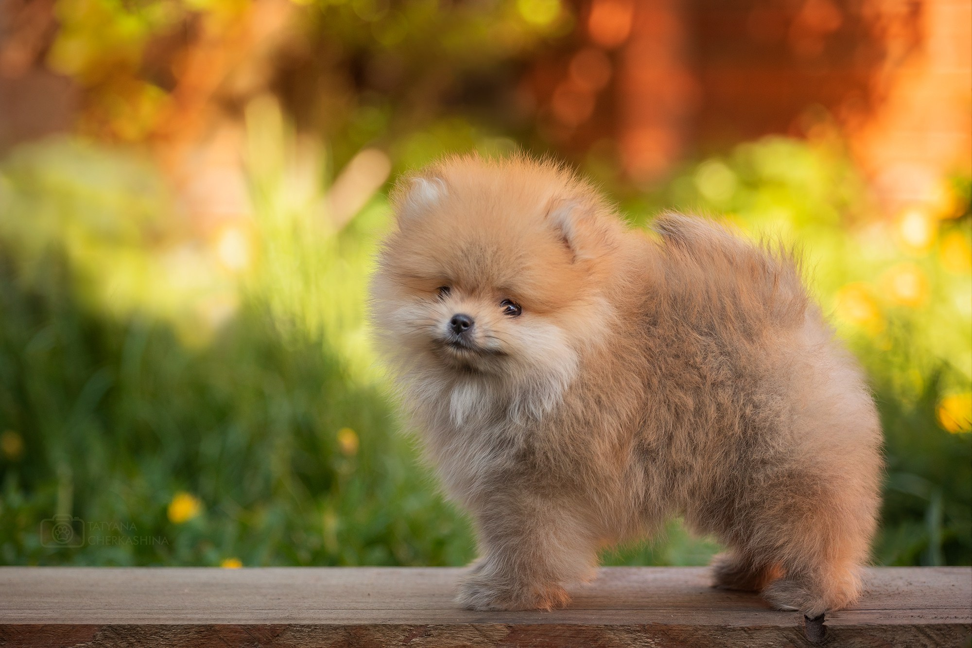 Фотосессия щенков. Фотограф для Вашей собаки