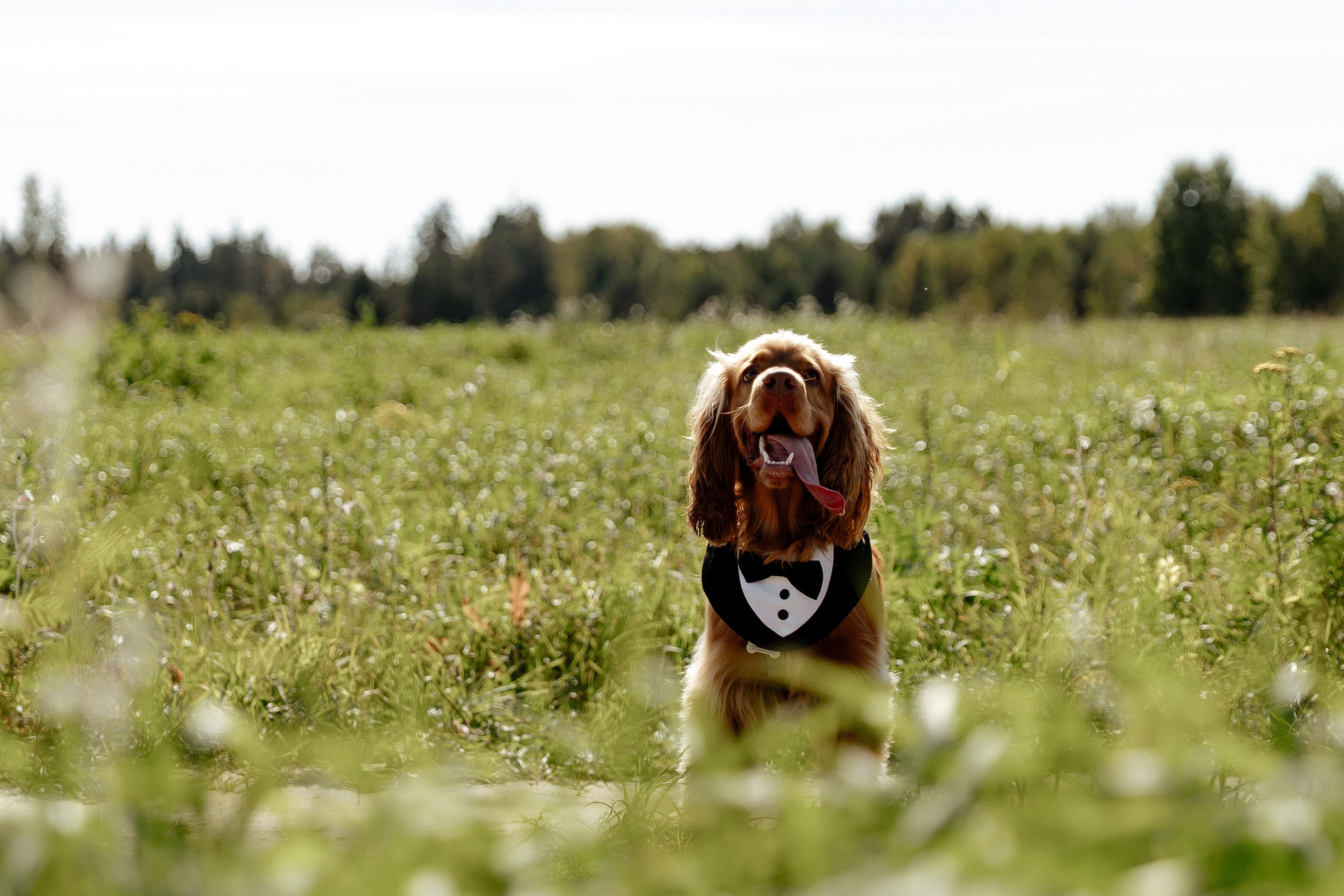 13 сентября WED. Свадебный фотограф Анастасия Пелевина