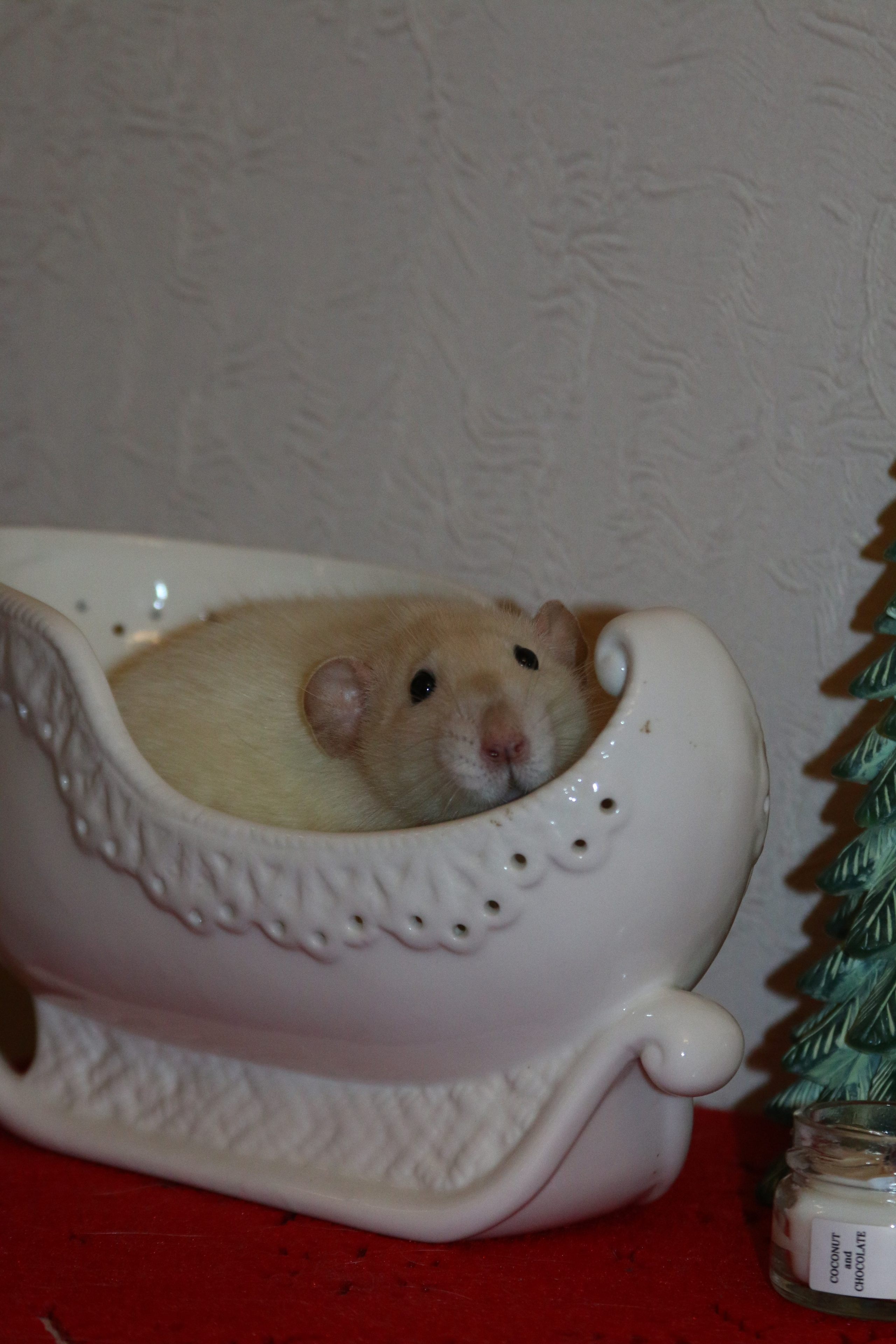 Съемка с питомцем