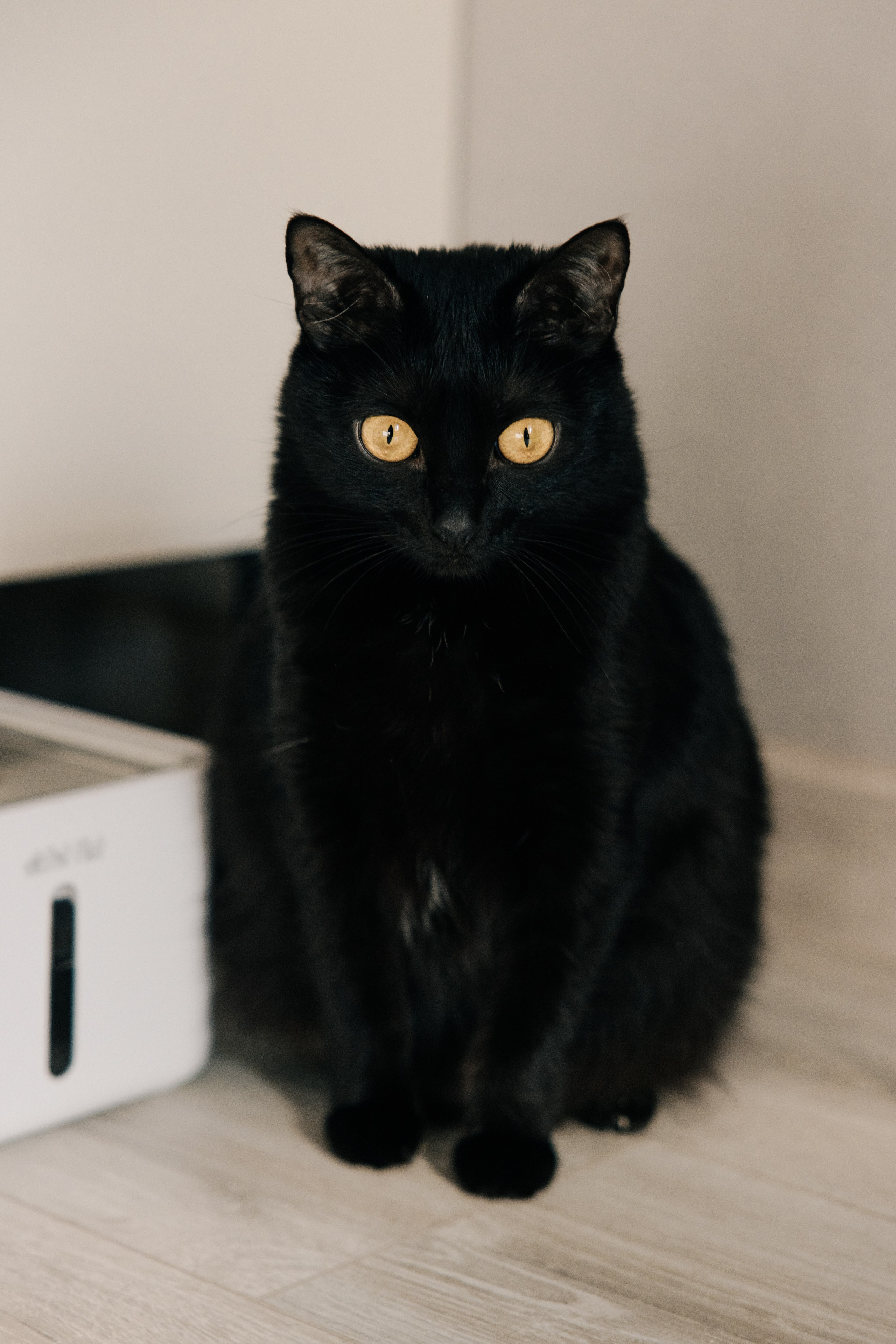 Кристина и Багира. Ксения Цыгир, фотограф в Петербурге