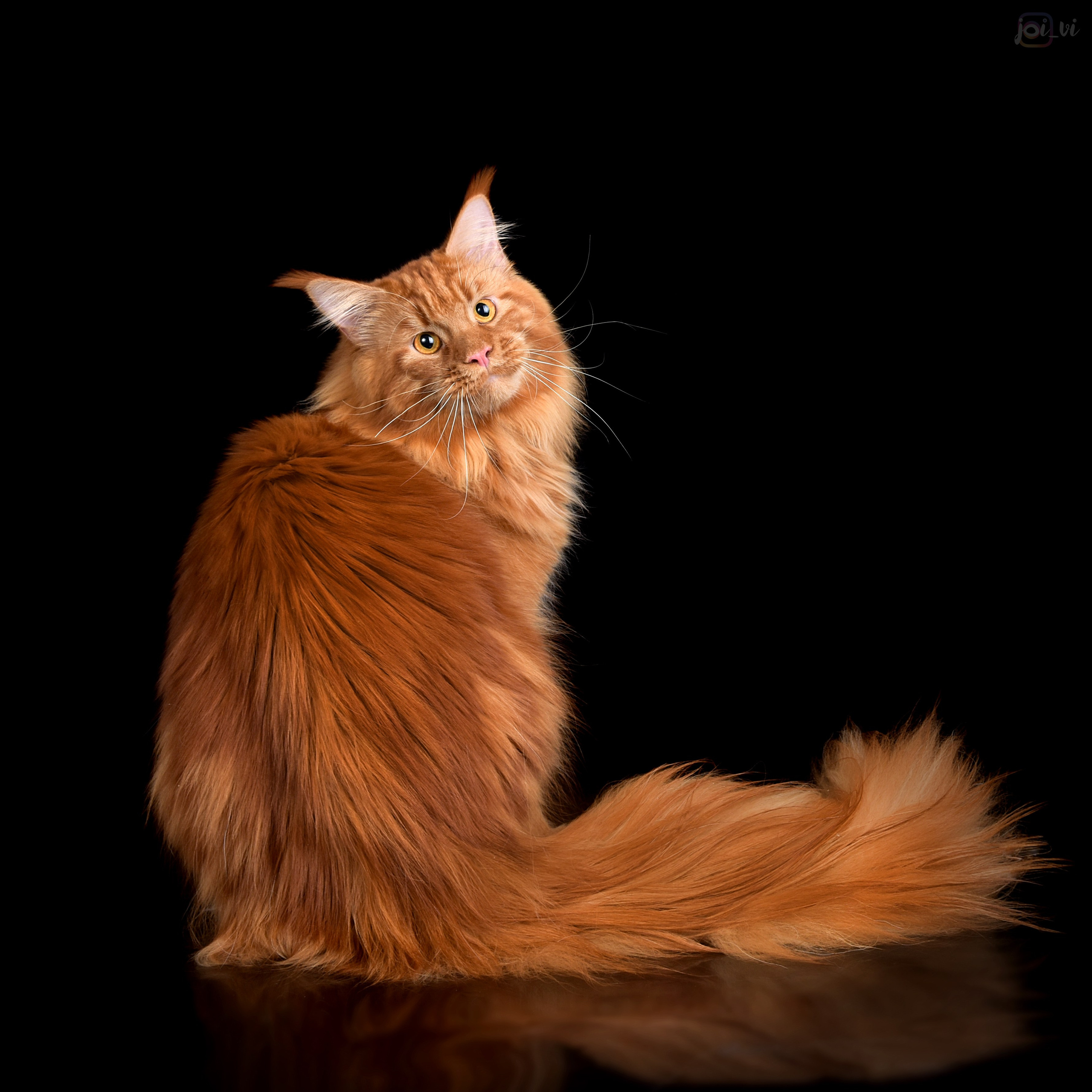 Взрослые. Фотограф анималист | семейный Юлия Вакуленко, г. Краснодар