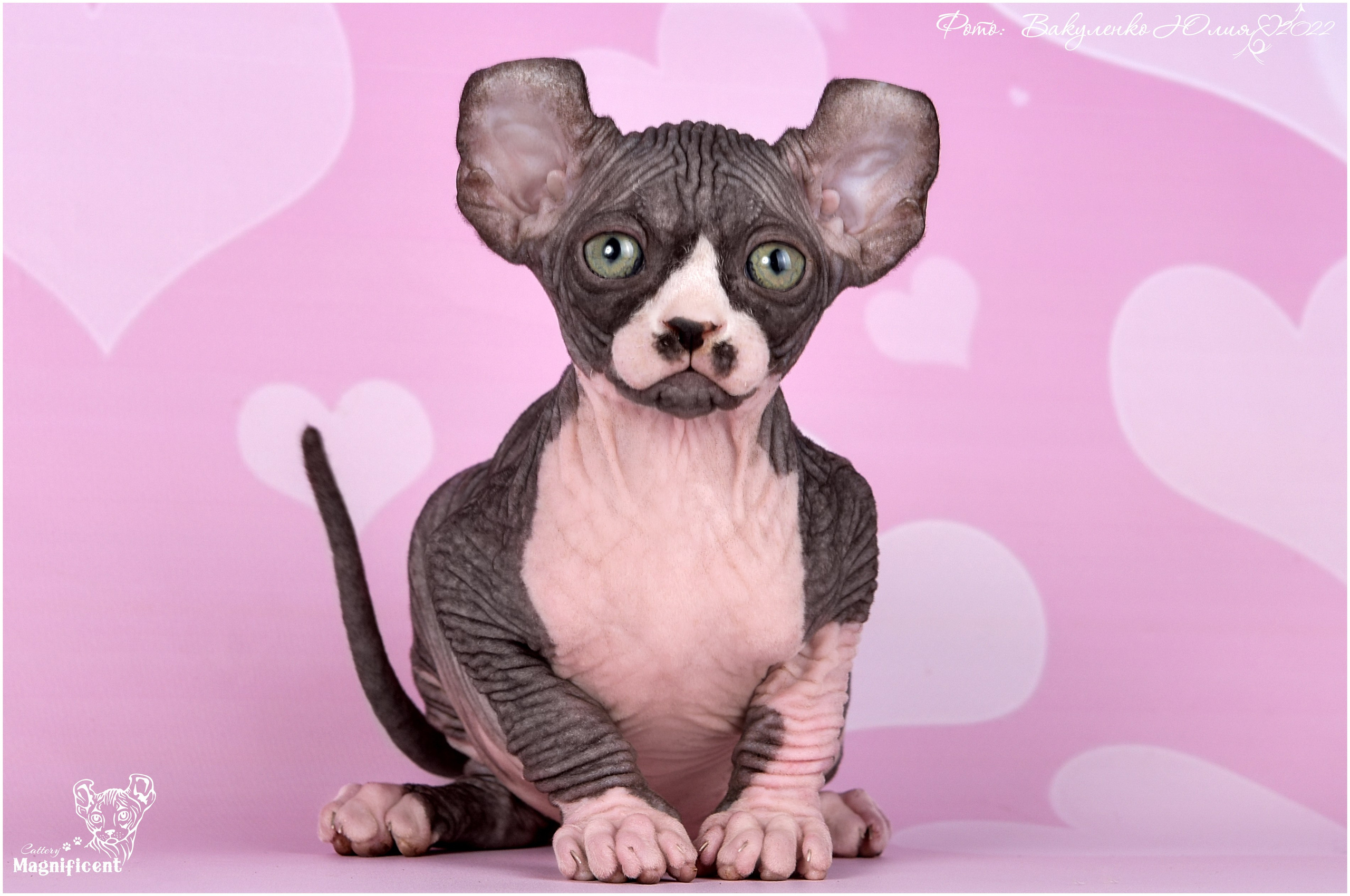 Котята. Фотограф анималист | семейный Юлия Вакуленко, г. Краснодар