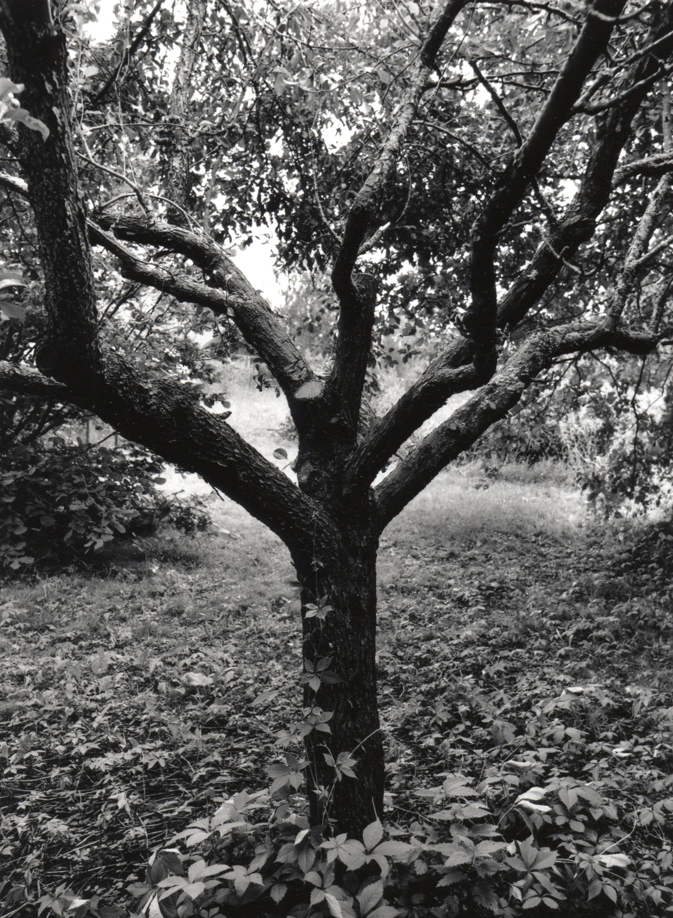 Grandpa's pear, 2024, 19x14 cm, Ilford Multigrade RC Deluxe, 1/4 + 2AP