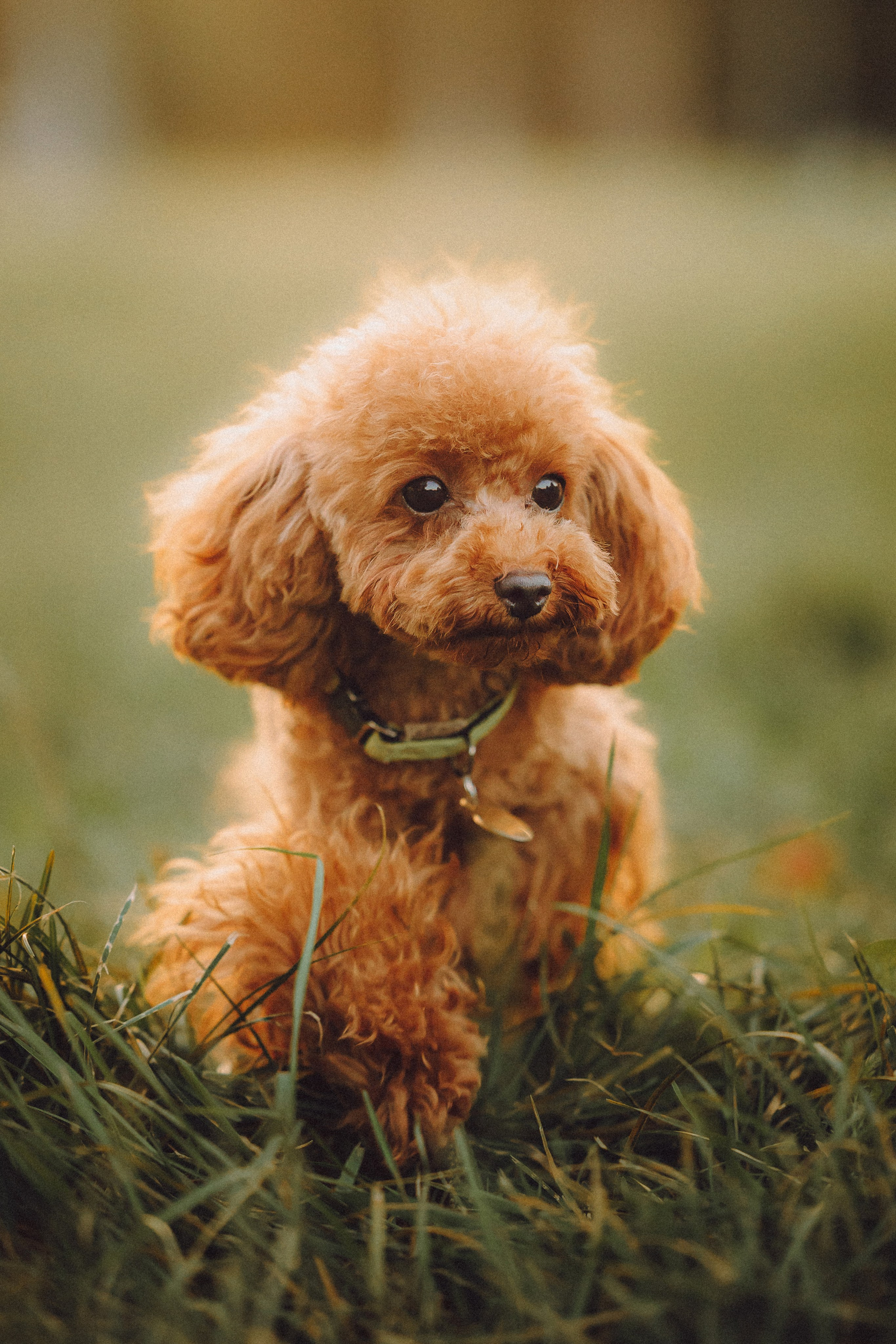 Гречка, Кари и щенки