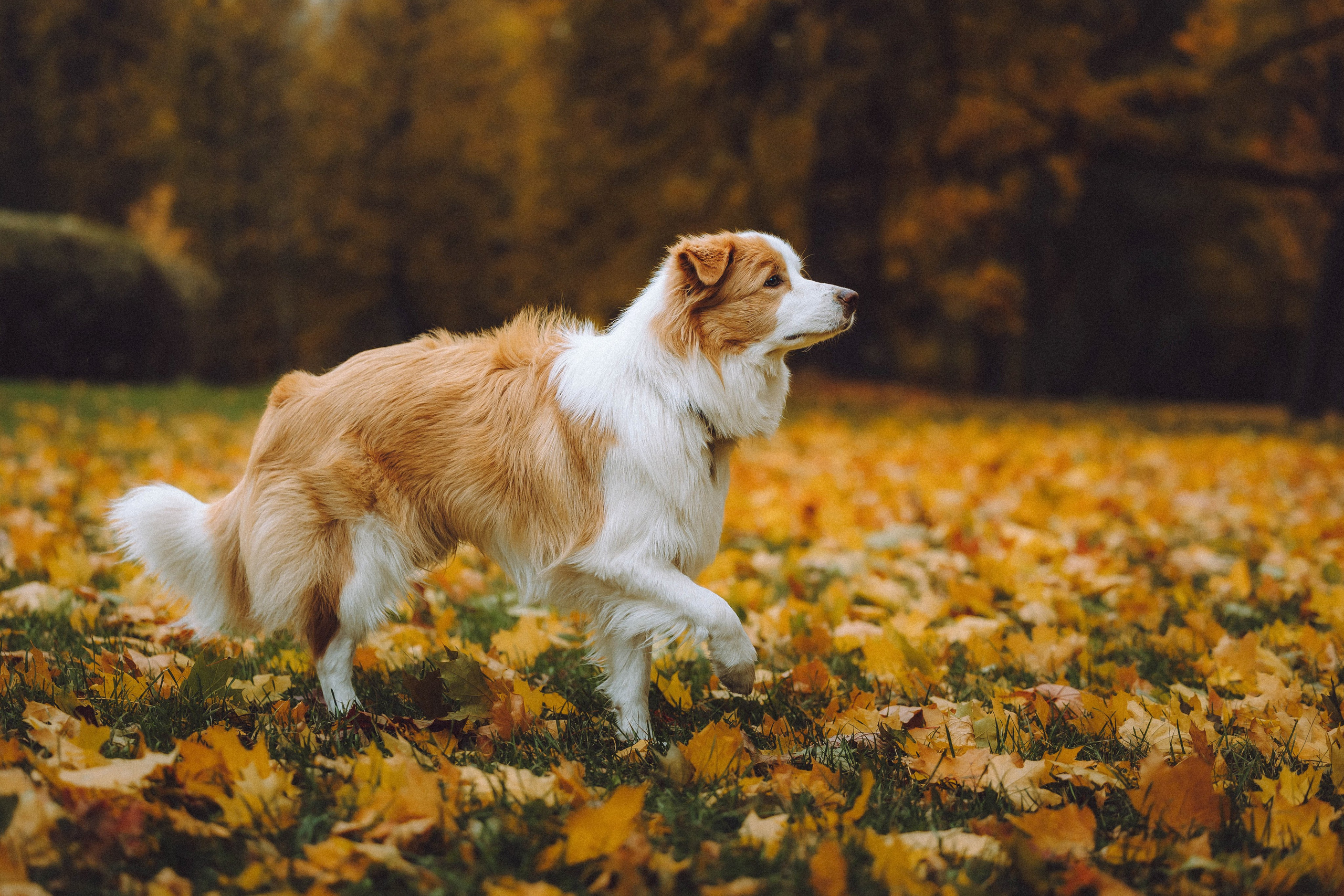 Алина, Витя и Асти
