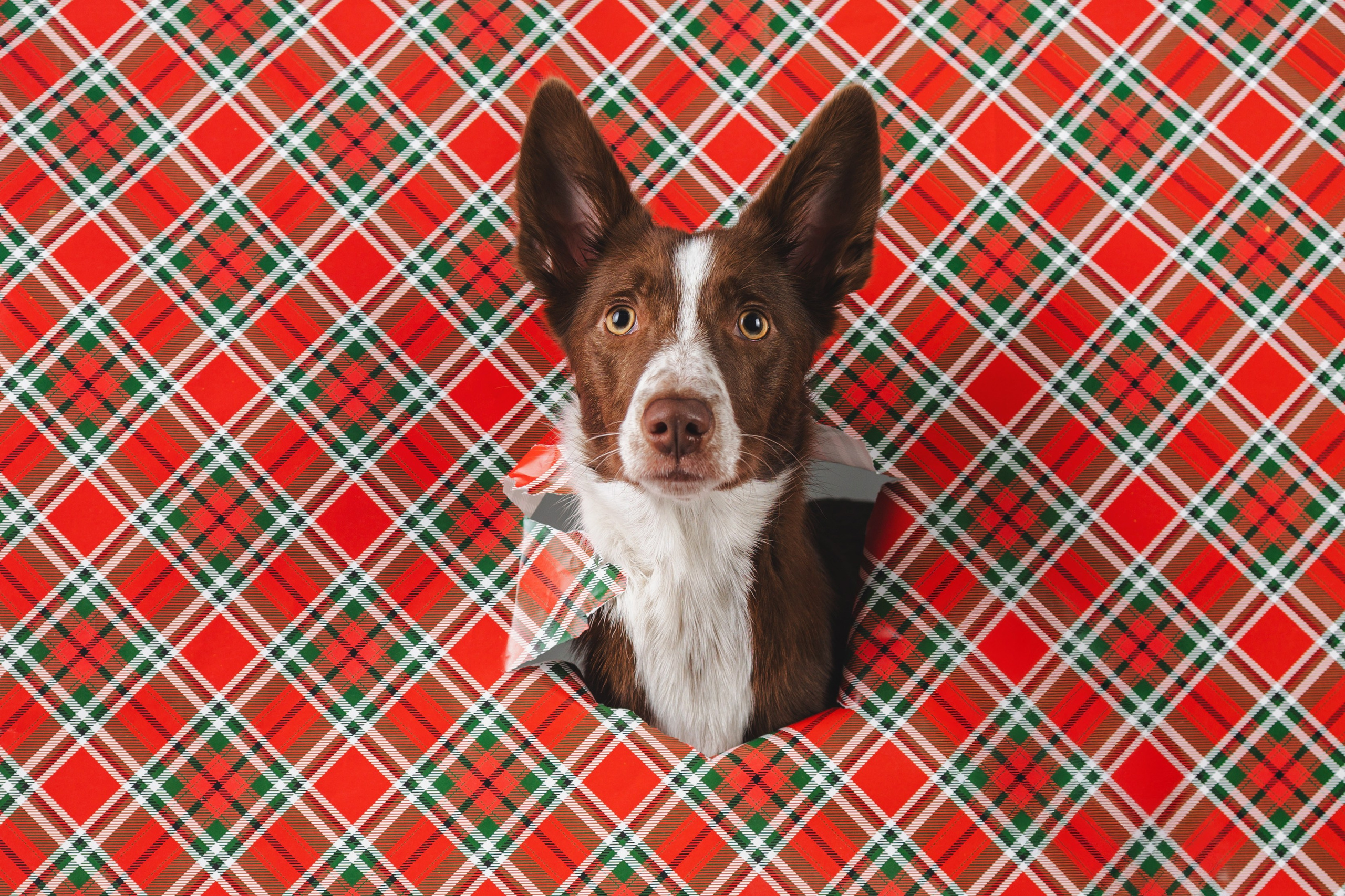 Воркшоп по импульсному свету