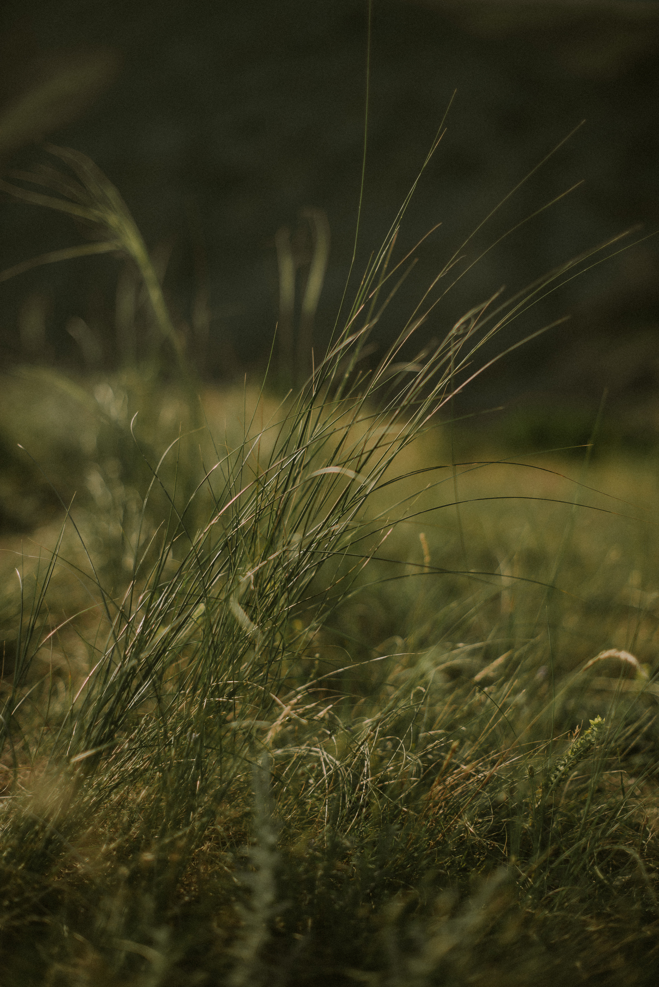 Анна и Ростислав. Симферополь.Балаклава. Свадебный, женский, семейный фотограф в Севастополе Юлия Мошенко
