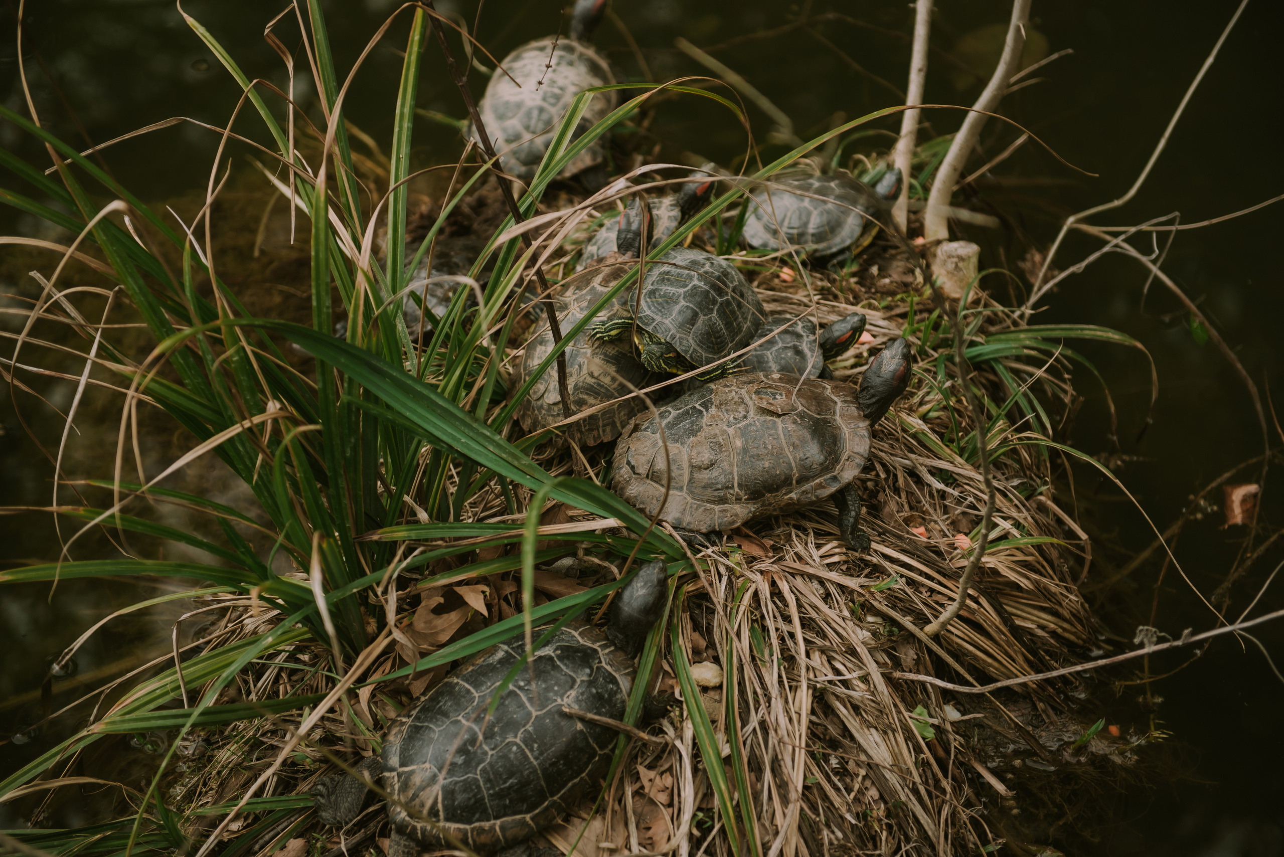 Ксения и Илья (Севастополь). Свадебный, женский, семейный фотограф в Севастополе Юлия Мошенко