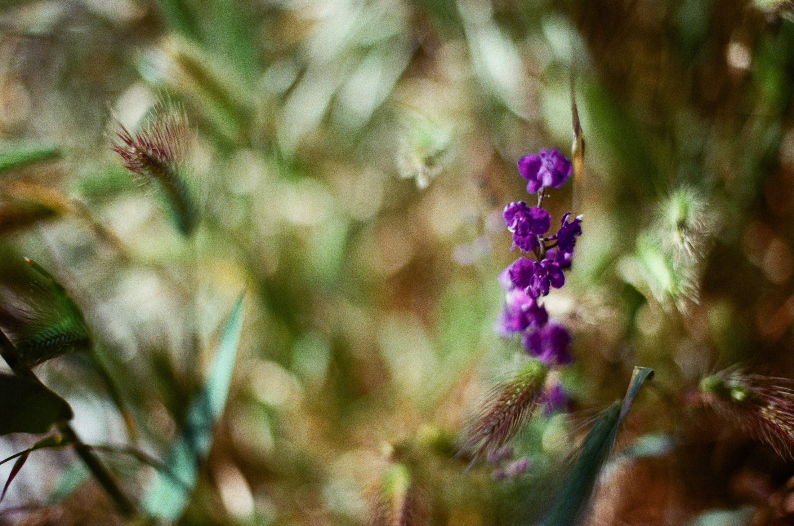 Silver strings // ukraine, crimea VII. EVER EXPOSED