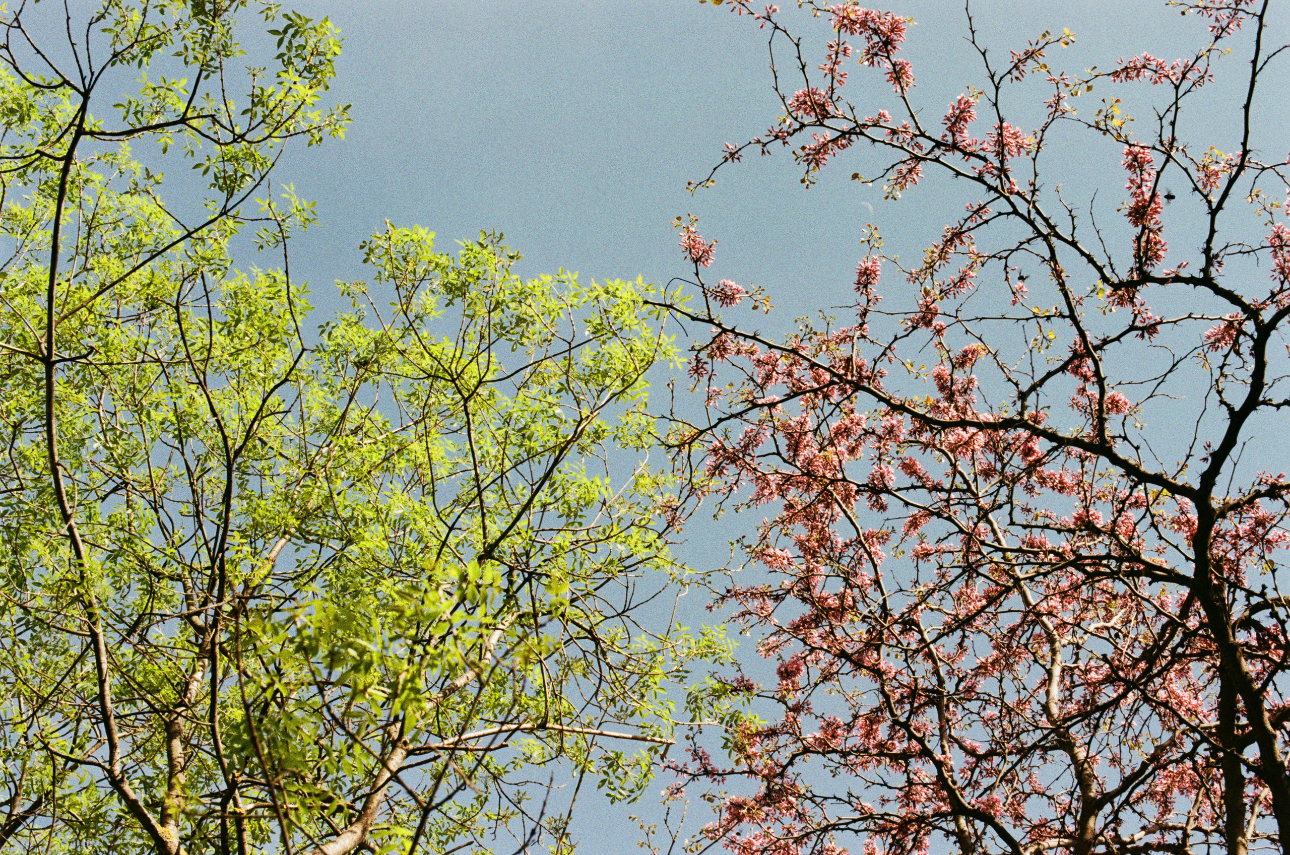Silver strings // ukraine, crimea II. EVER EXPOSED
