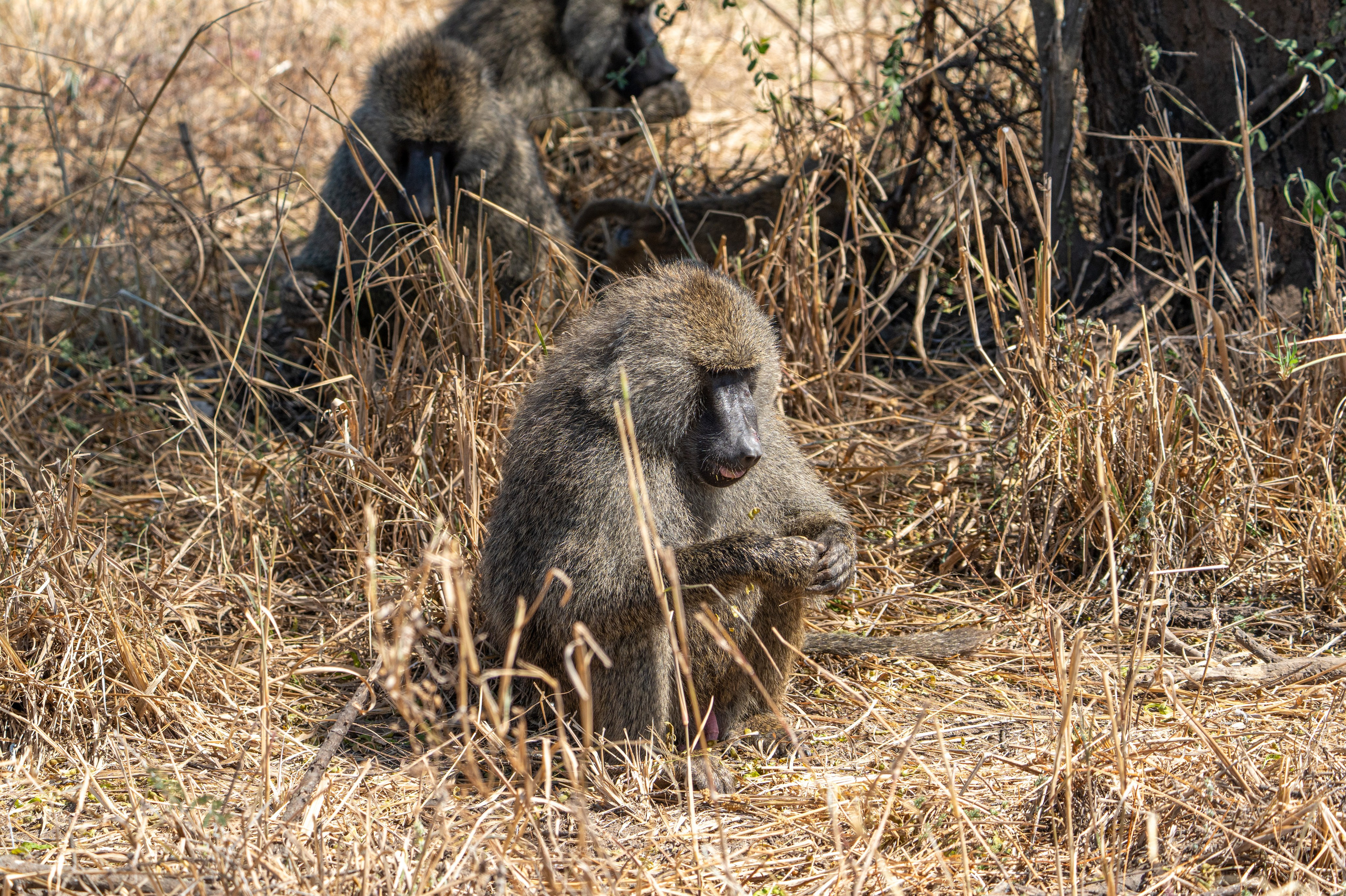Танзания, сафари, 2025. Творческие сьемки