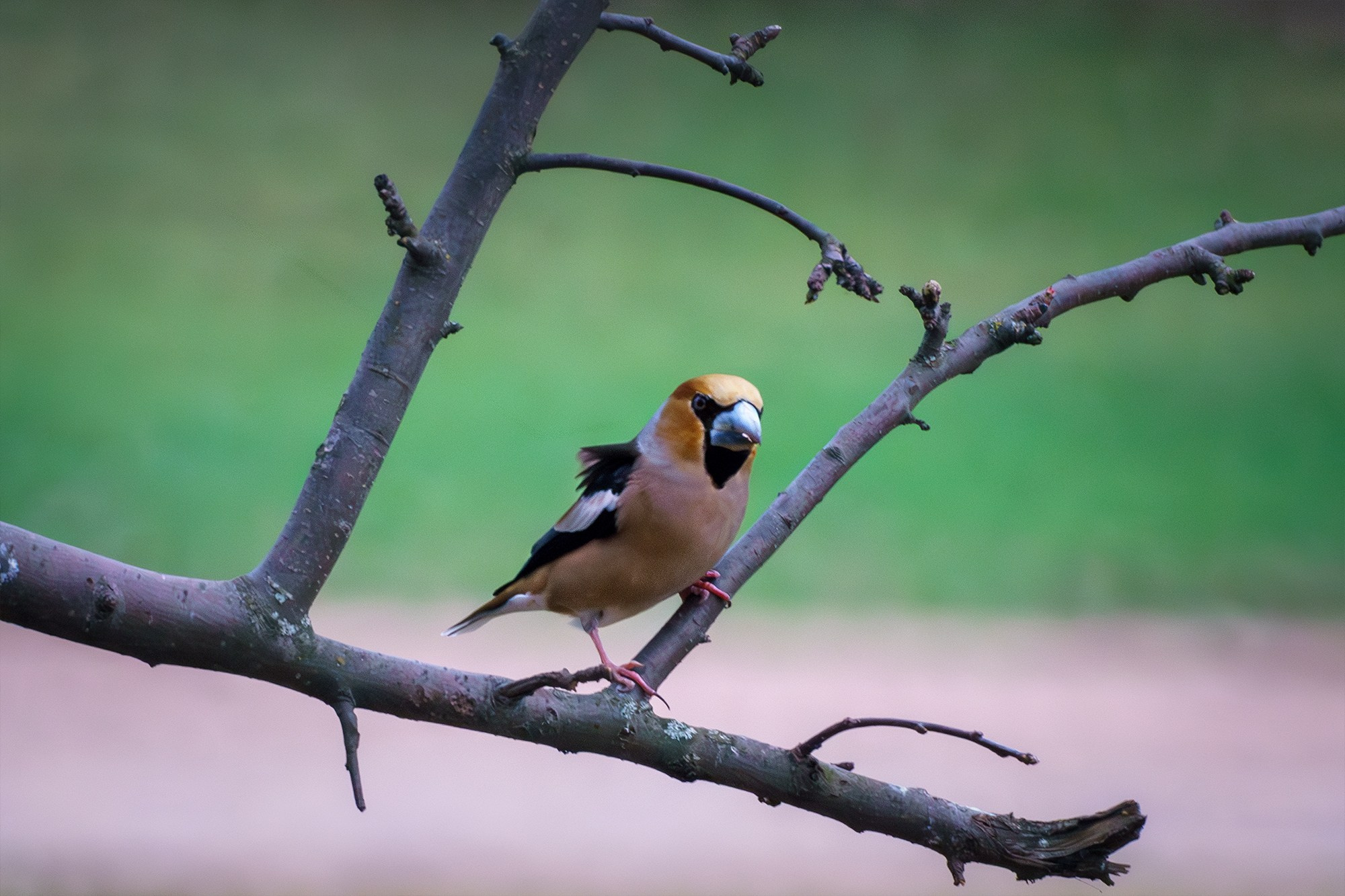 Удивительные мир птиц. Вокруг нас столько прекрасного — присмотритесь!. Ваш личный фотограф Марина Волкова